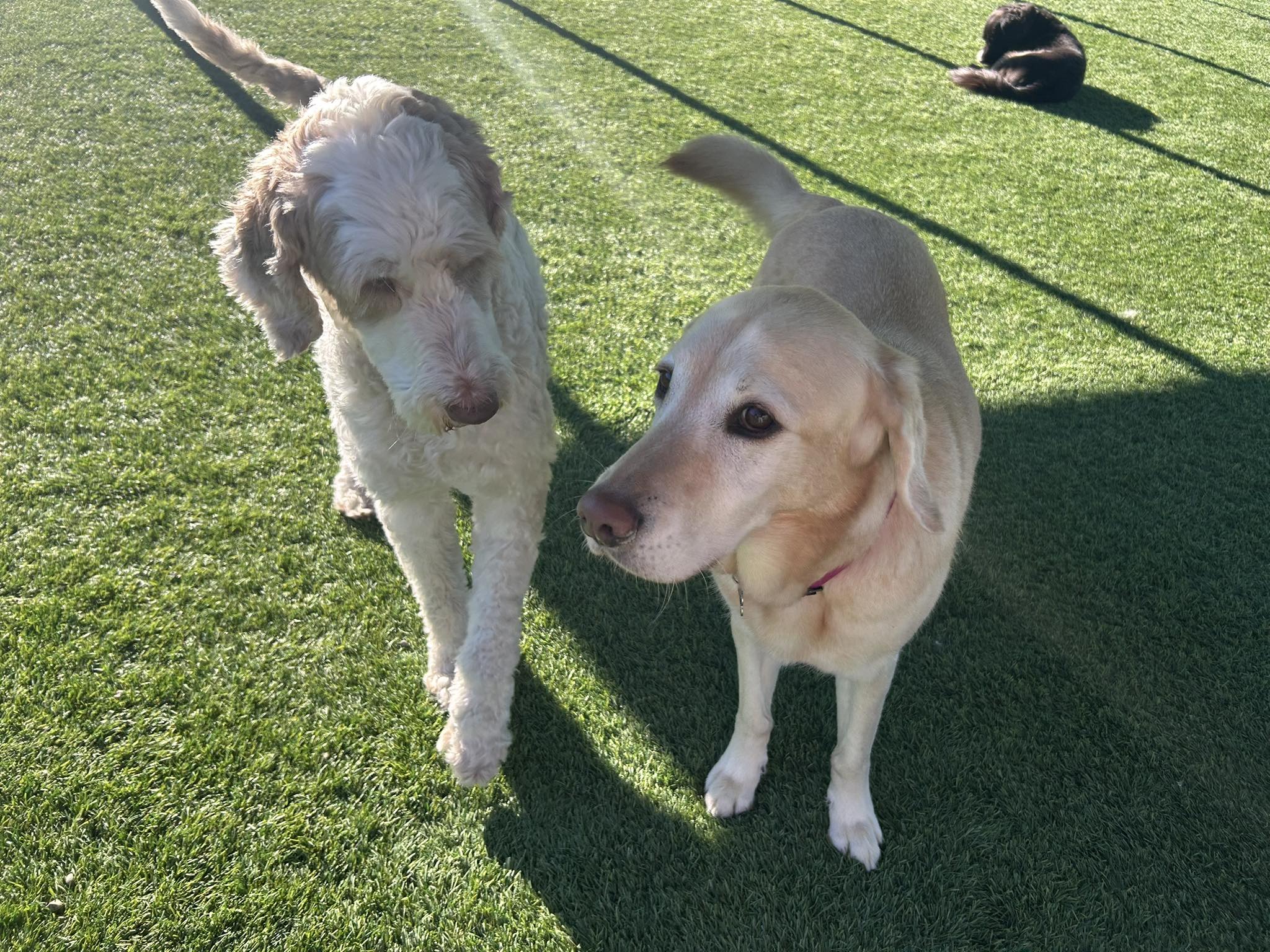 The Meadows Canine Camp Santa Rosa