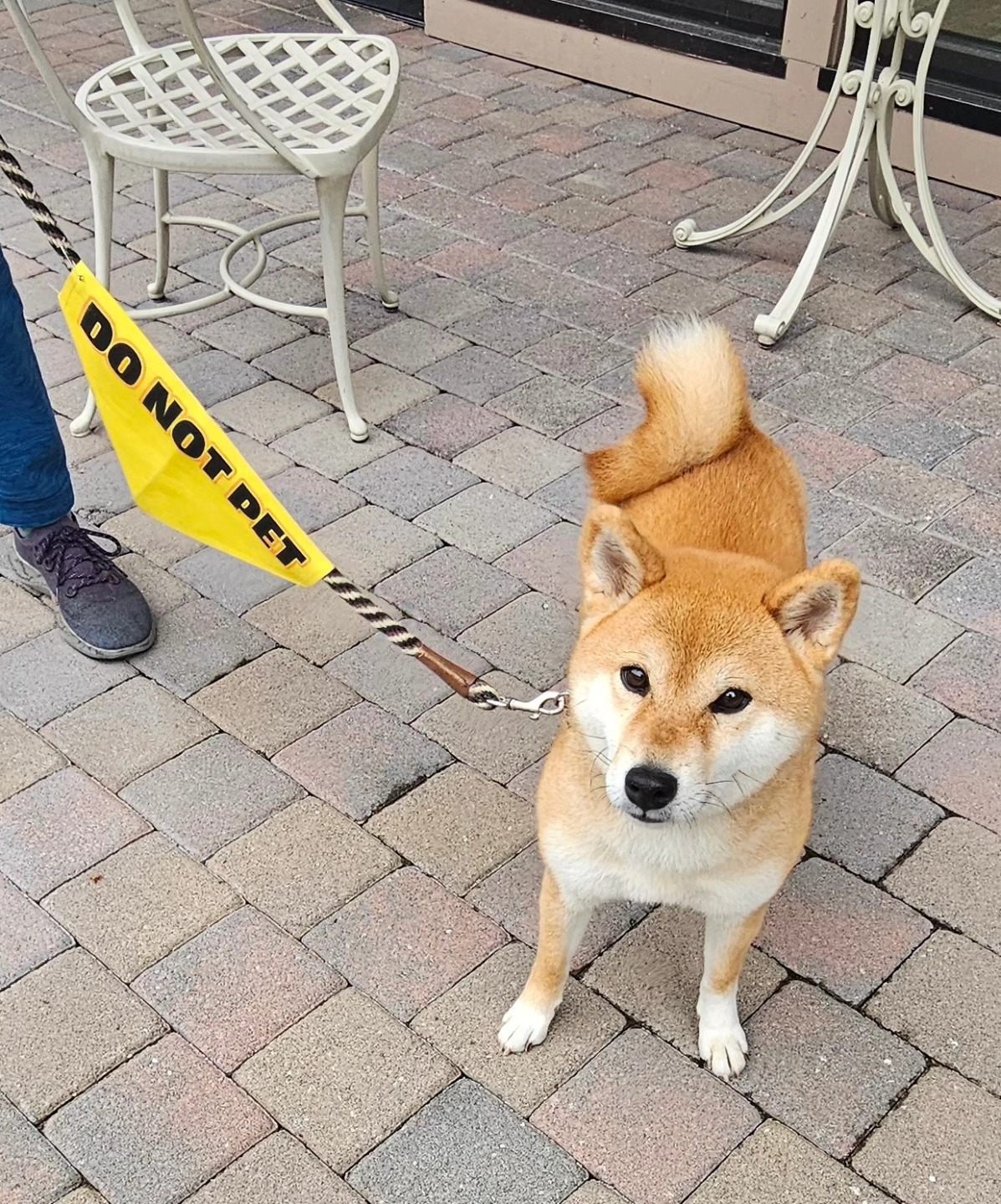 All About Canines, Positive Reinforcement Dog Training Santa Rosa