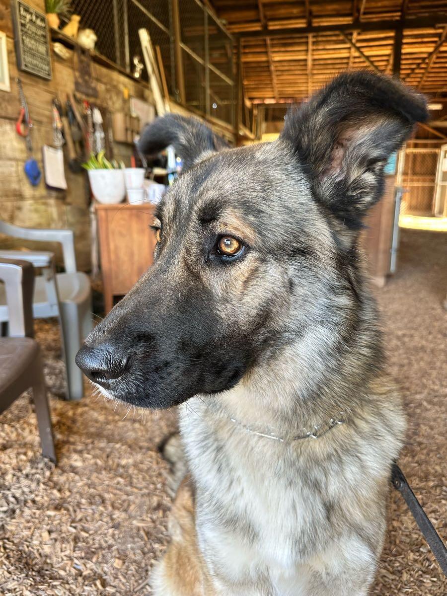 Incredible Canine Santa Rosa