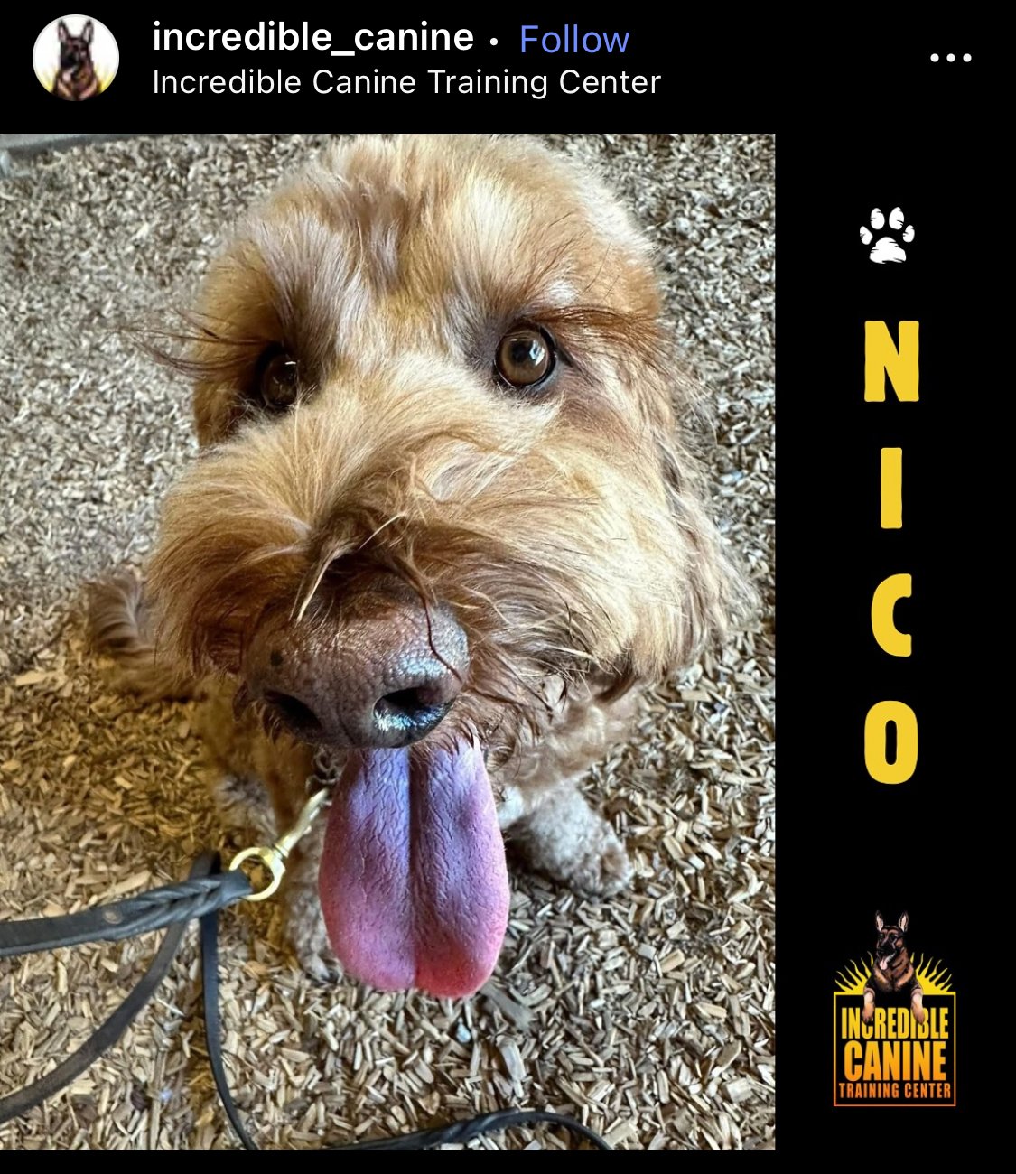 Incredible Canine Santa Rosa