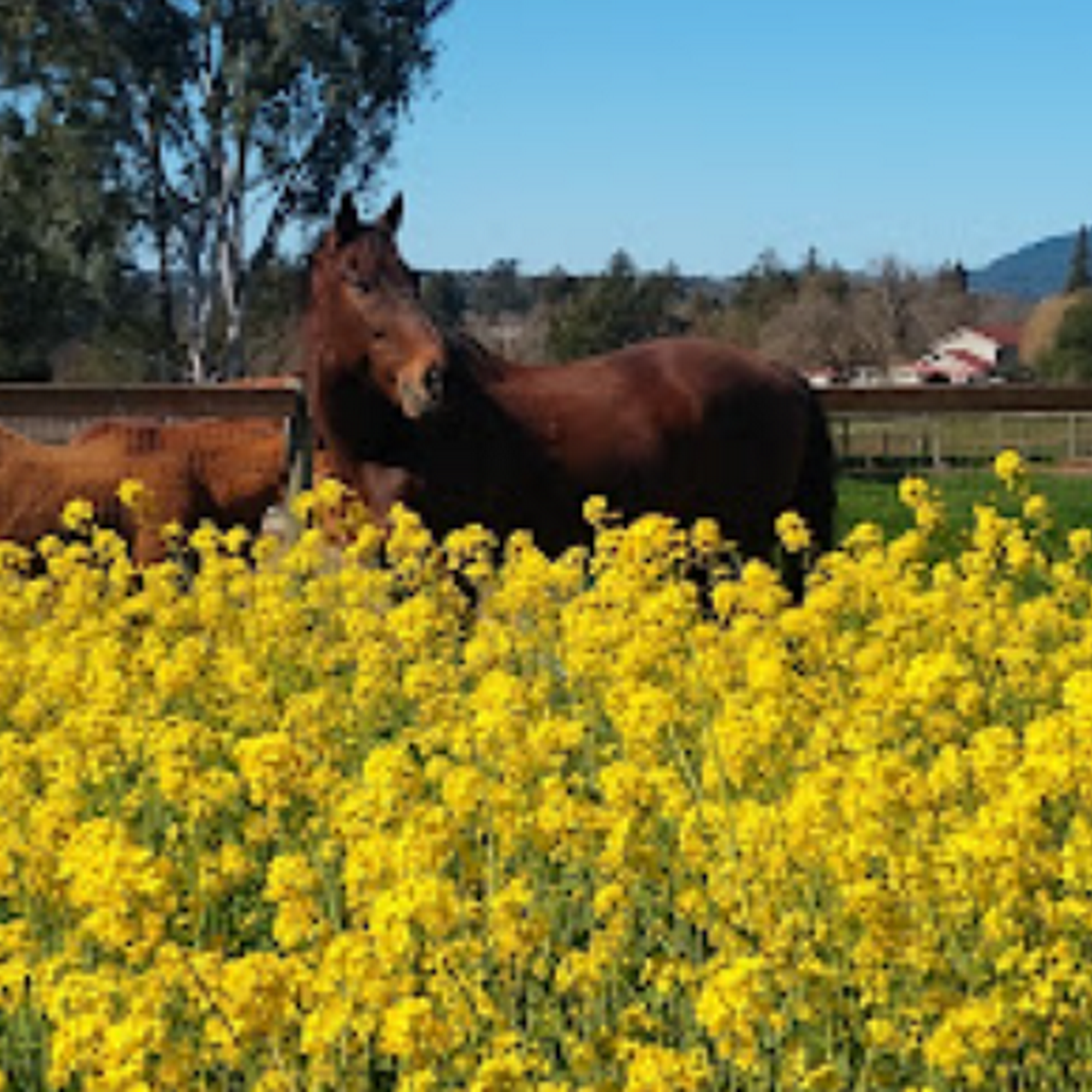 Empire Equine Hospital