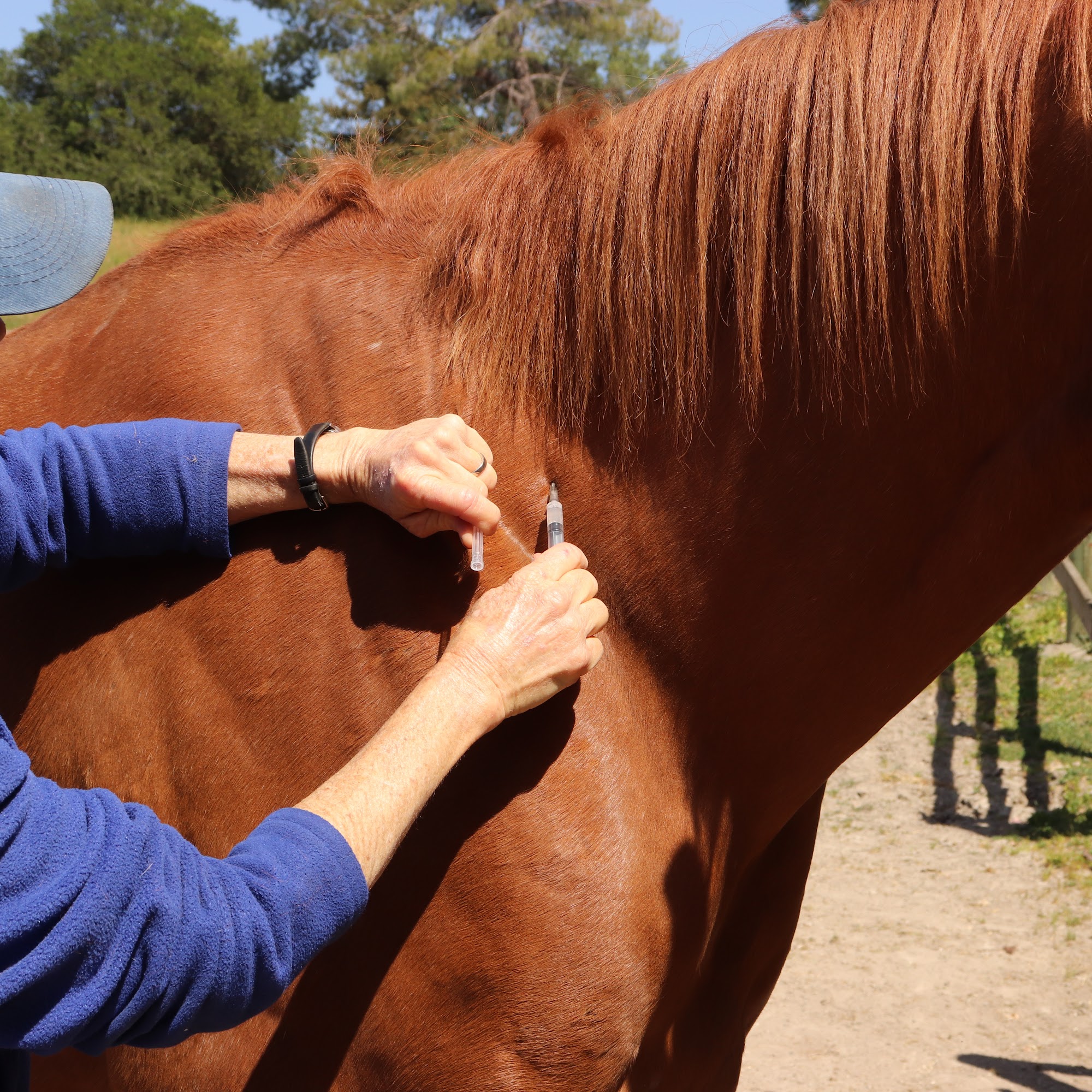 Empire Equine Hospital