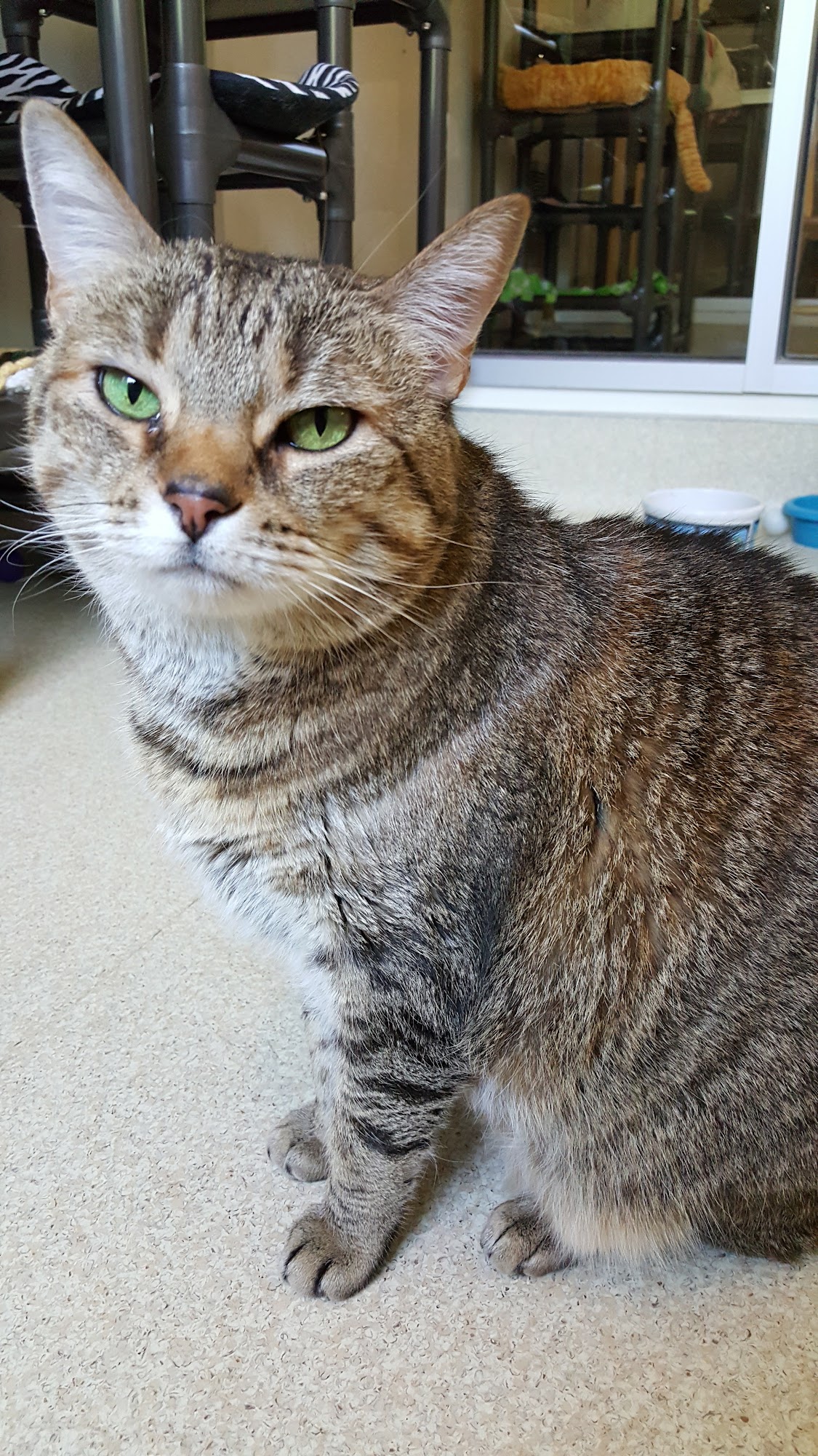 Humane Society of Sonoma County - Veterinary Hospital Santa Rosa