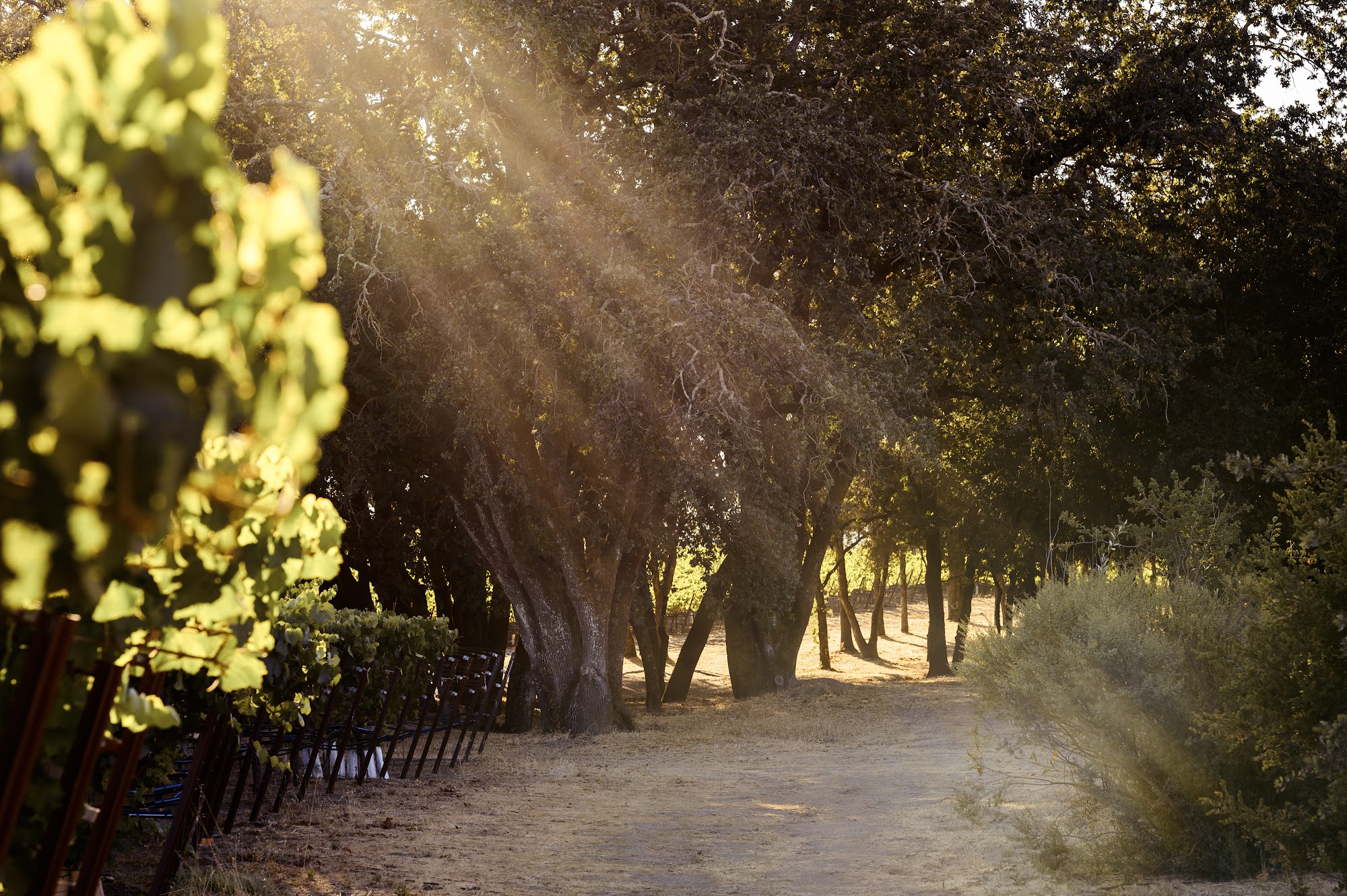 Benovia Winery Santa Rosa