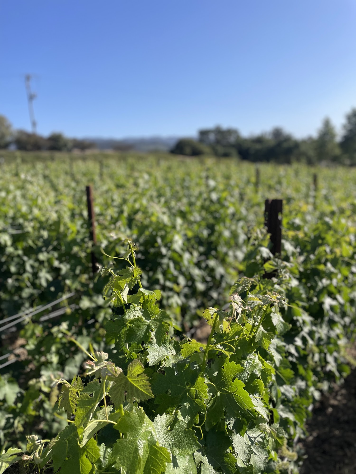 Brave & Maiden Estate Menu