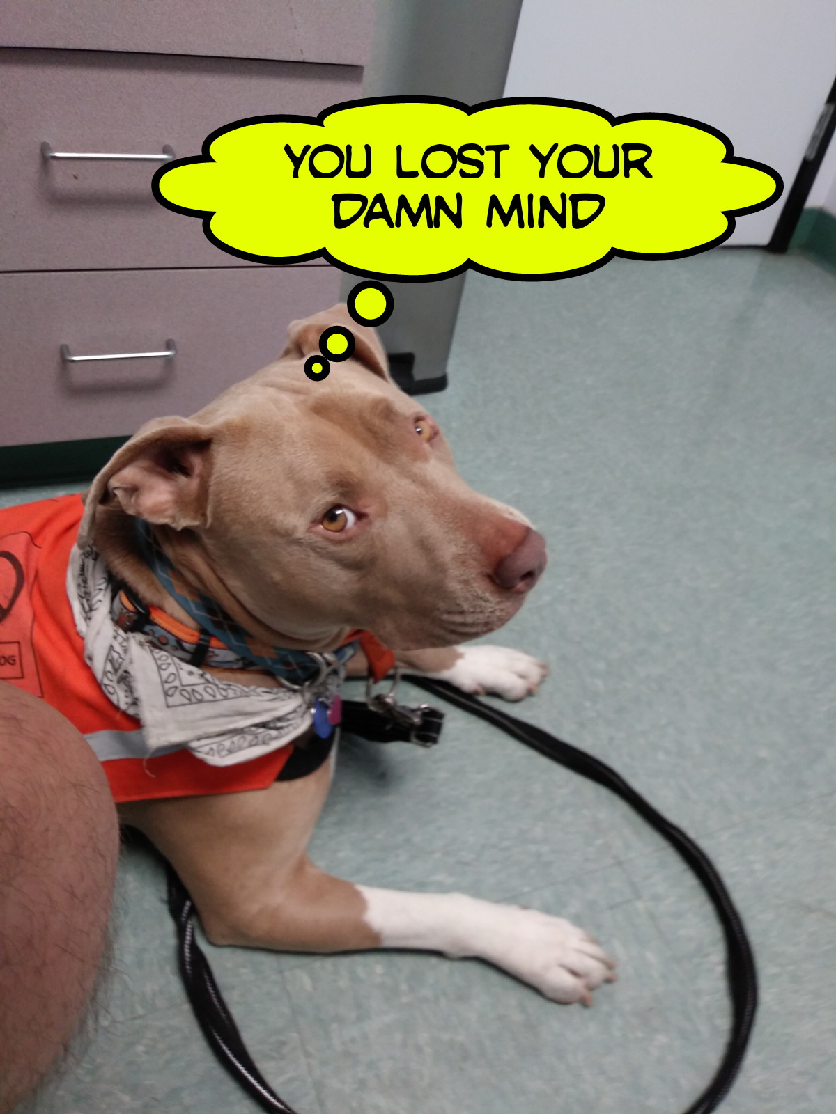 Bostone's Doggy Shop Santee