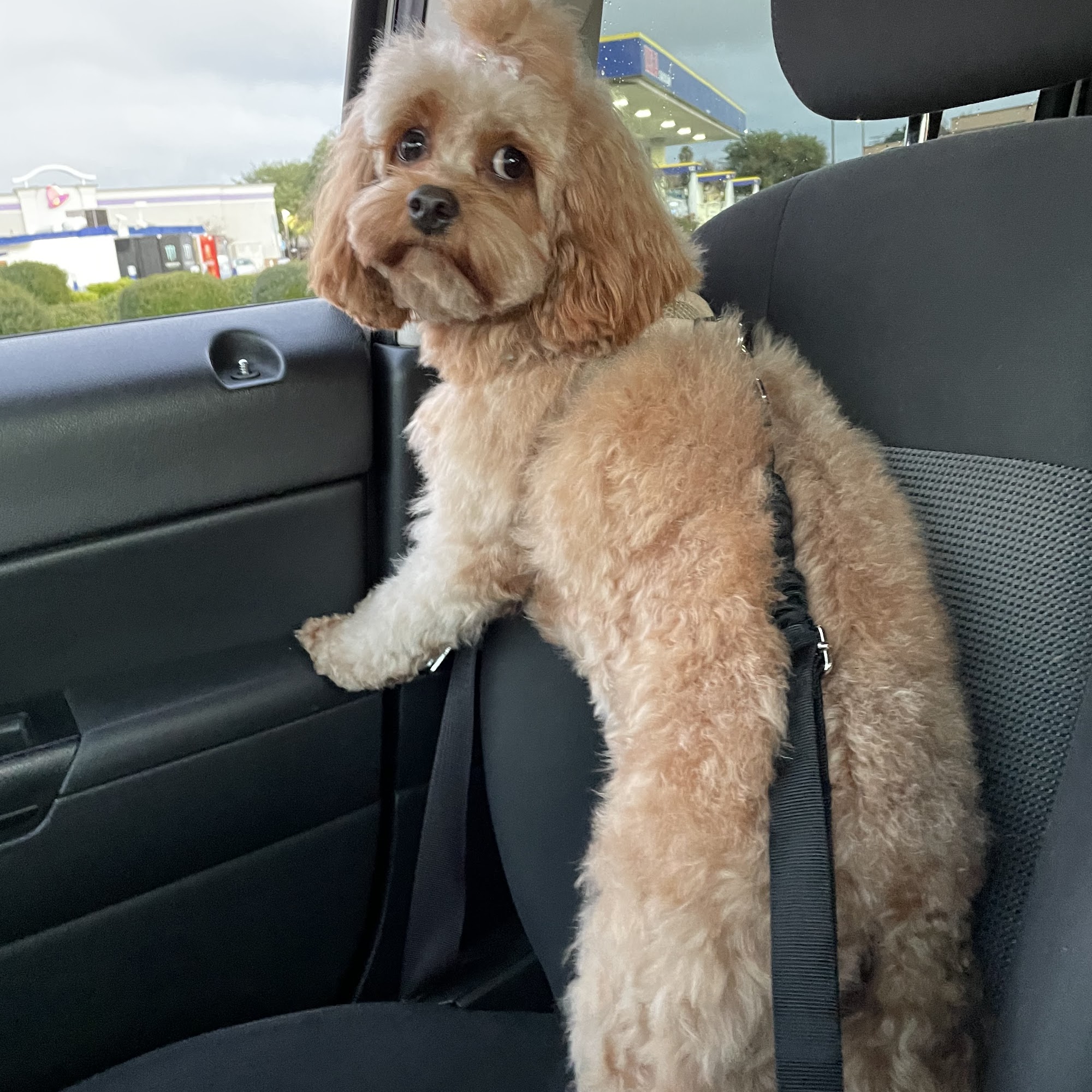 Bostone's Doggy Shop Santee