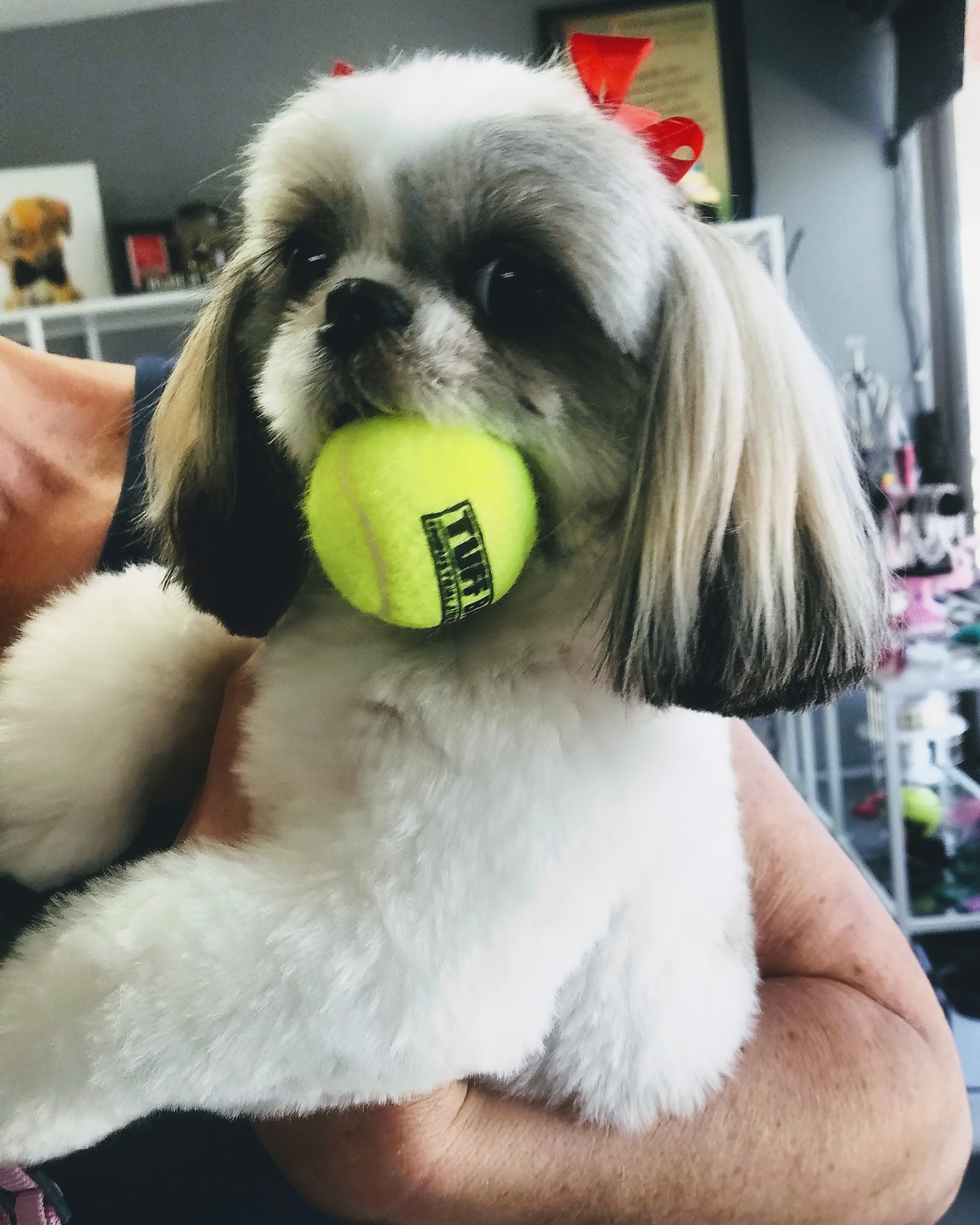 Very Important Pet (VIP) Grooming Salon & Boutique Santee