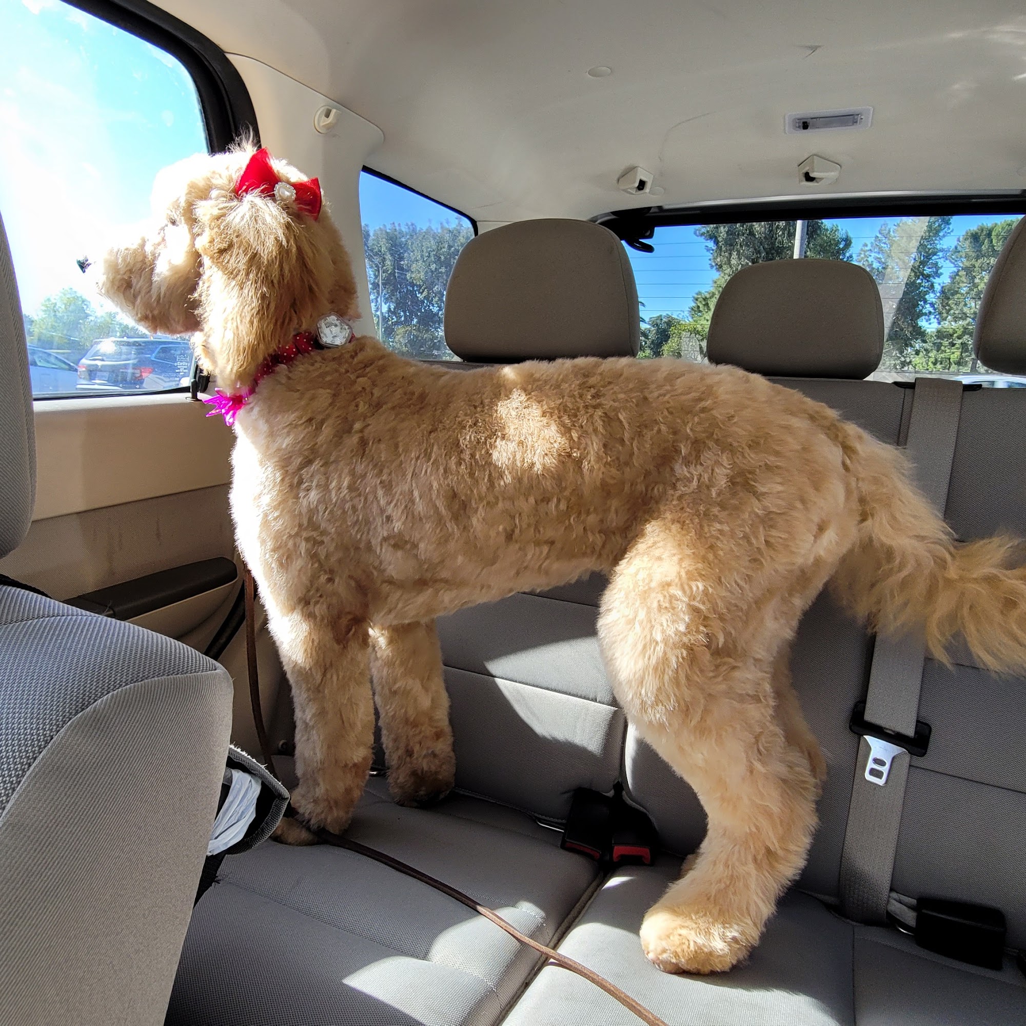 Very Important Pet (VIP) Grooming Salon & Boutique Santee