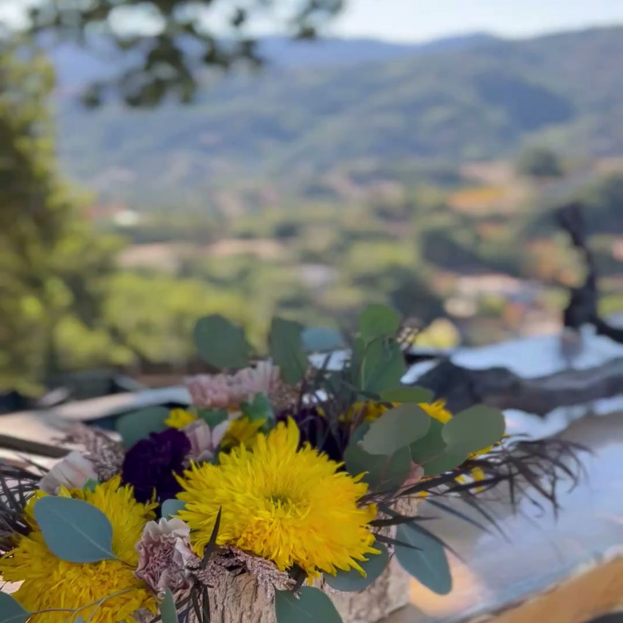 House Family Vineyards Saratoga