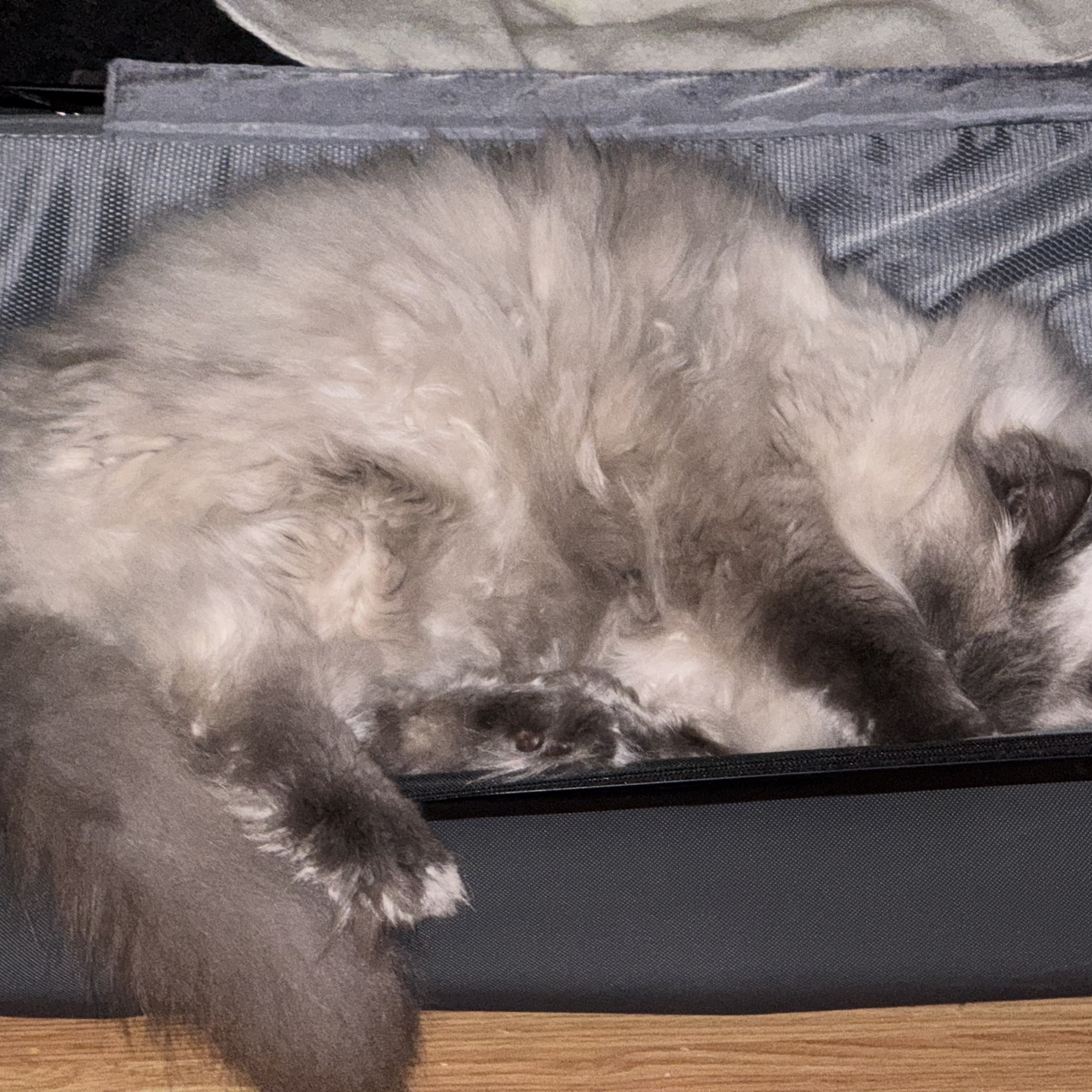 A+ Luxury Dog & Cat Grooming Saratoga