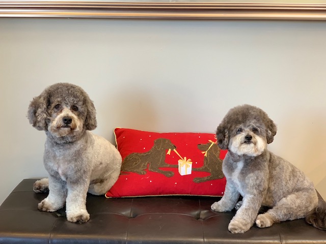 Sausalito Shampooch Dog Salon Sausalito