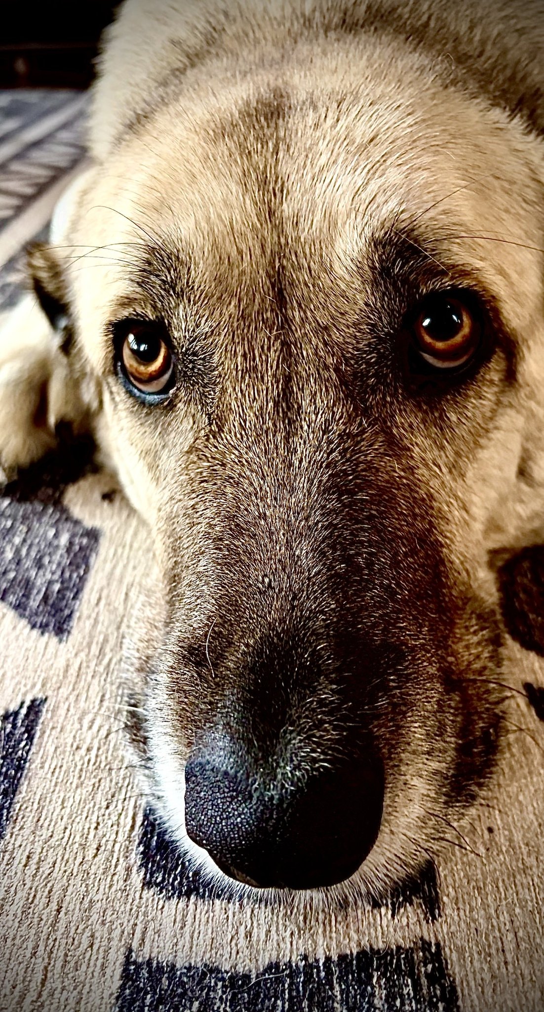 Dog Boarding Sausalito Sausalito