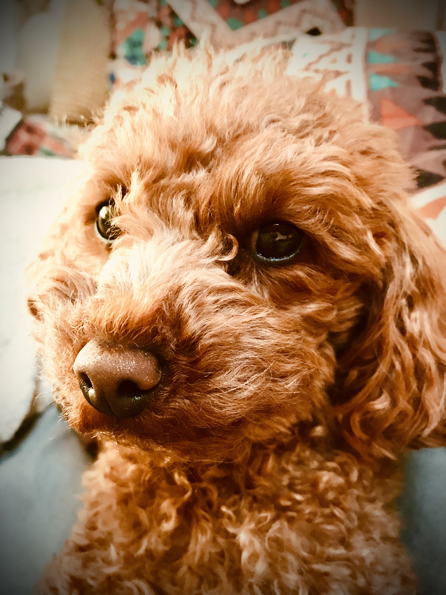 Dog Boarding Sausalito Sausalito