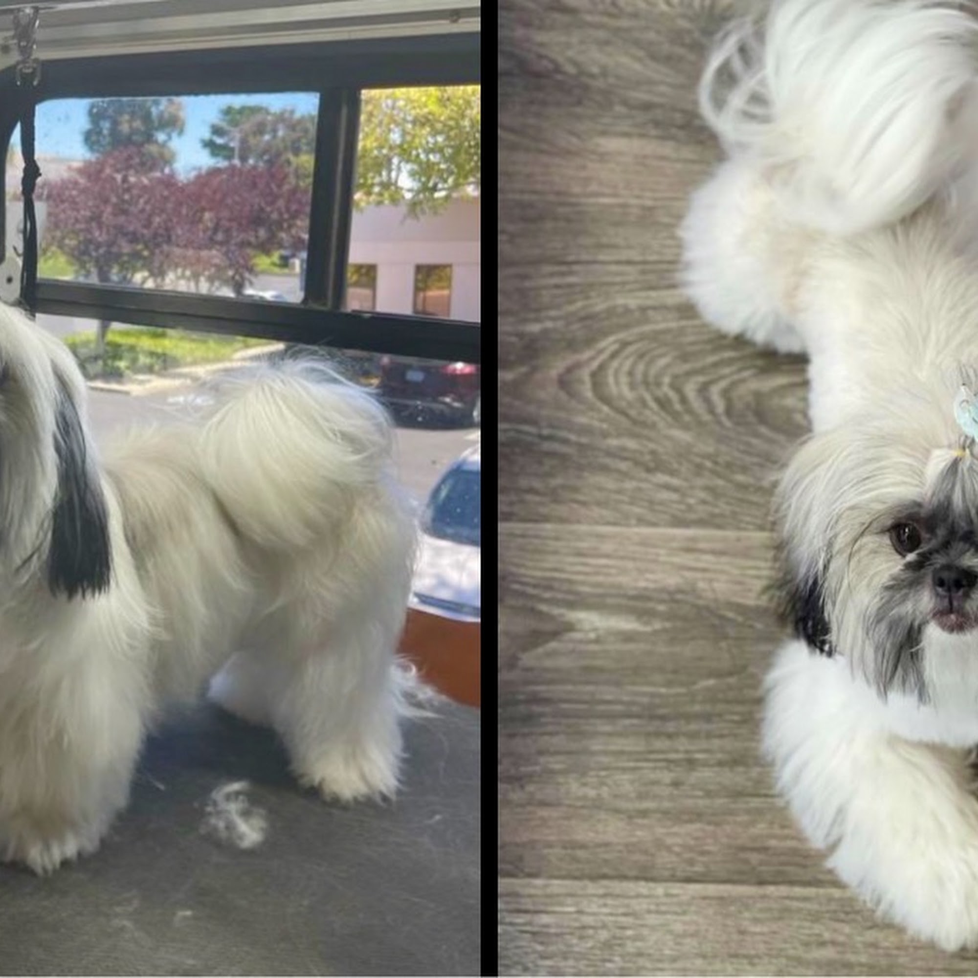 Taly Grooming Sausalito