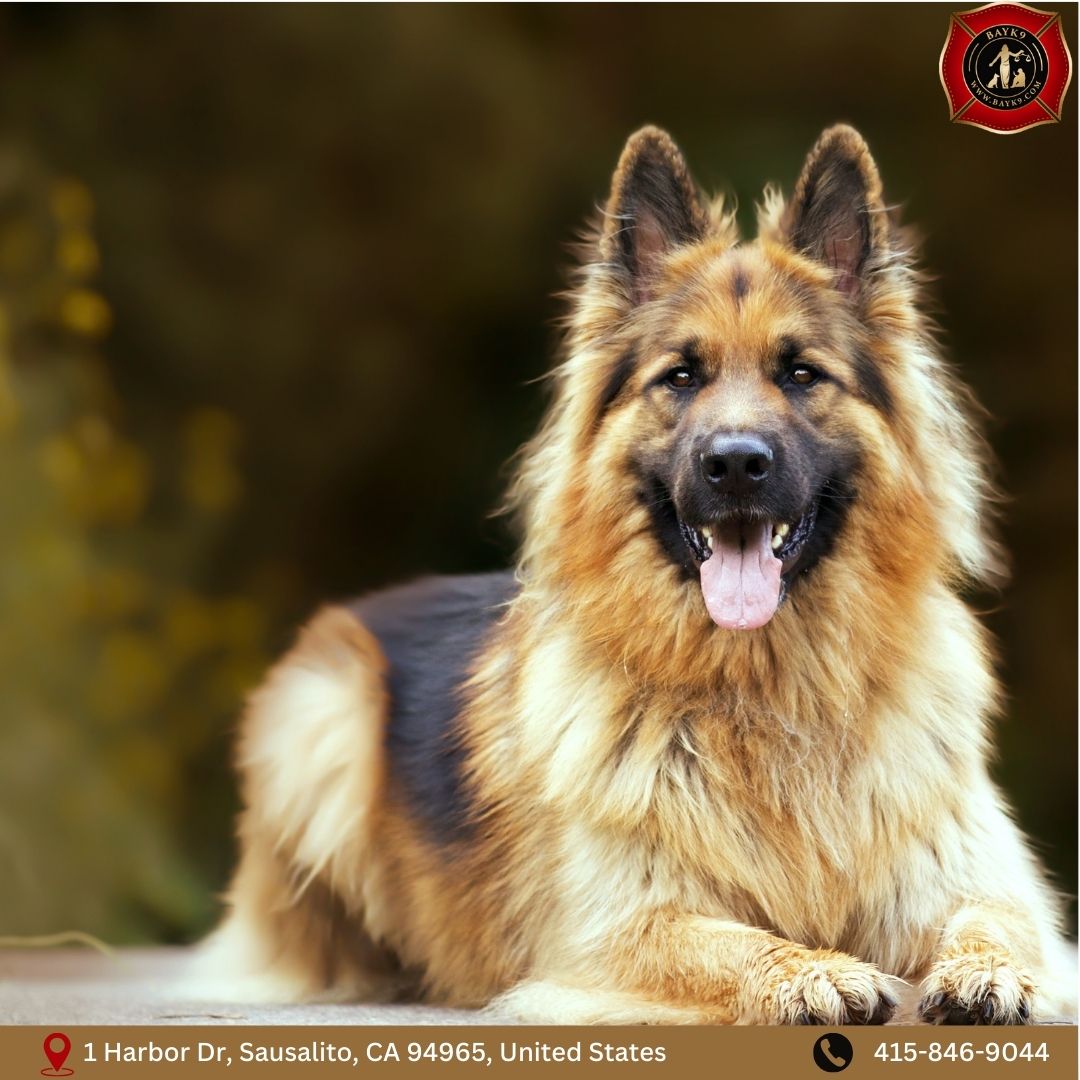 Bay K9 Training Sausalito