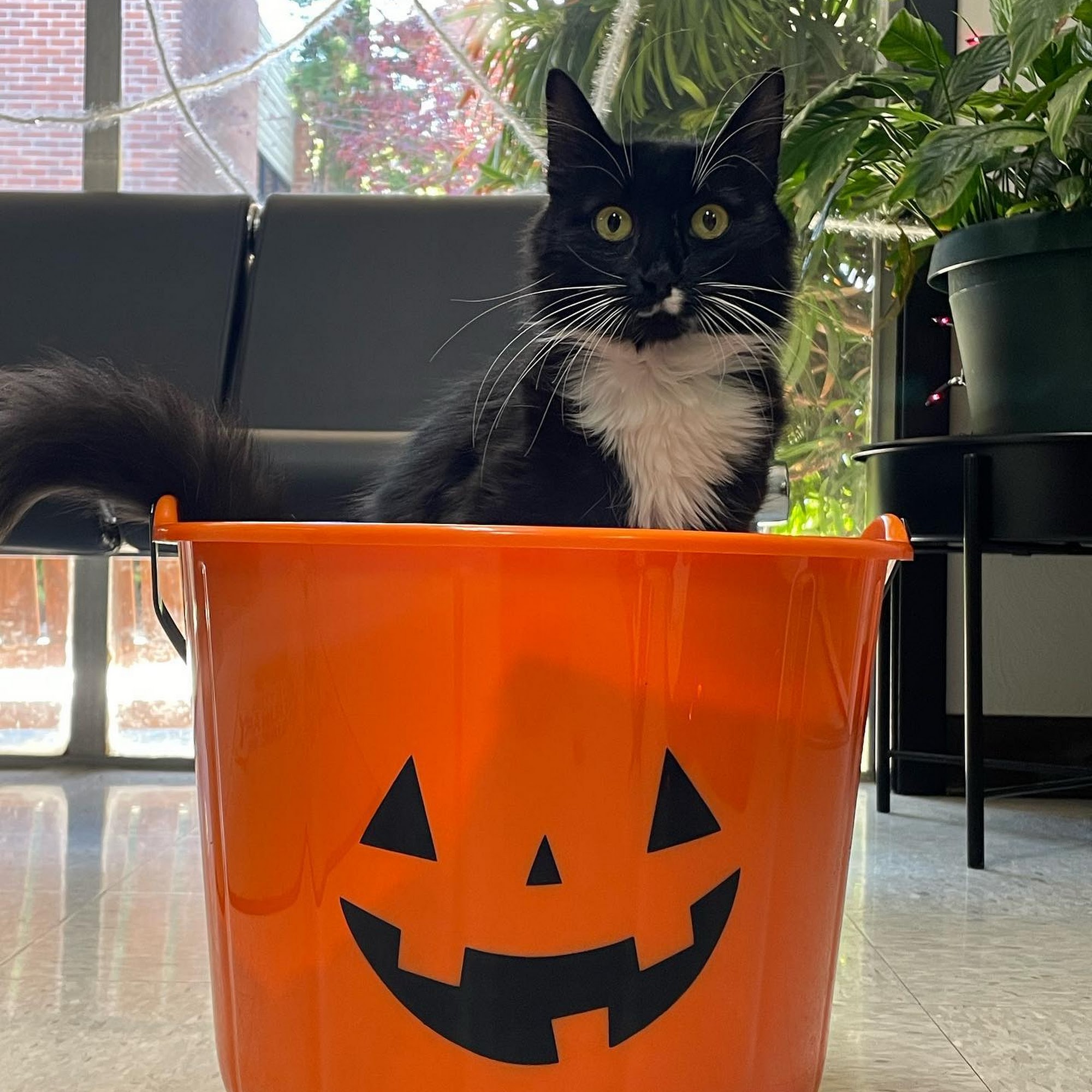 Valley Oak Veterinary Clinic Scotts Valley