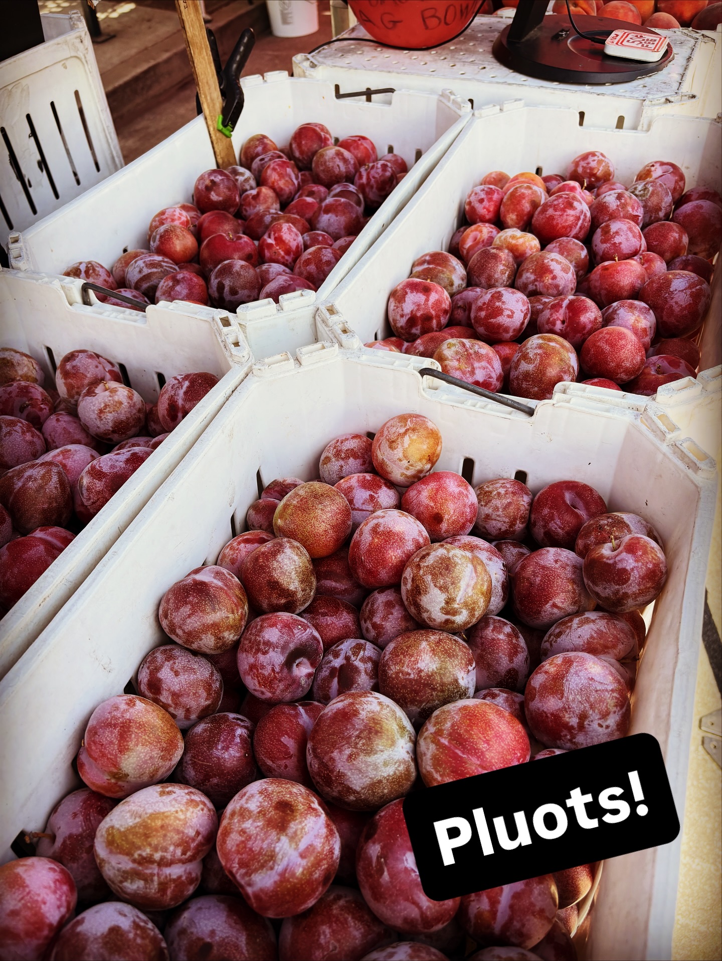 The Penny Ice Creamery | Scotts Valley Scotts Valley