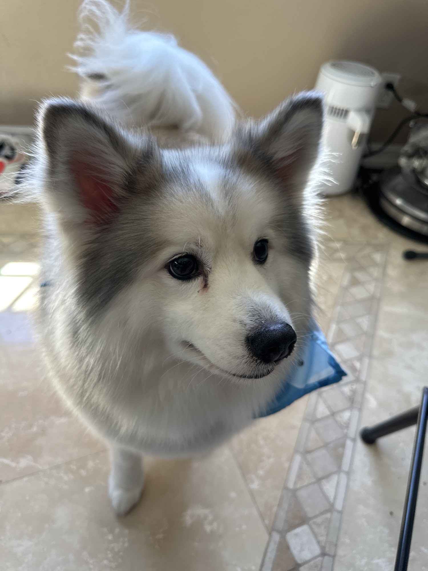 Posh Pooch Seal Beach