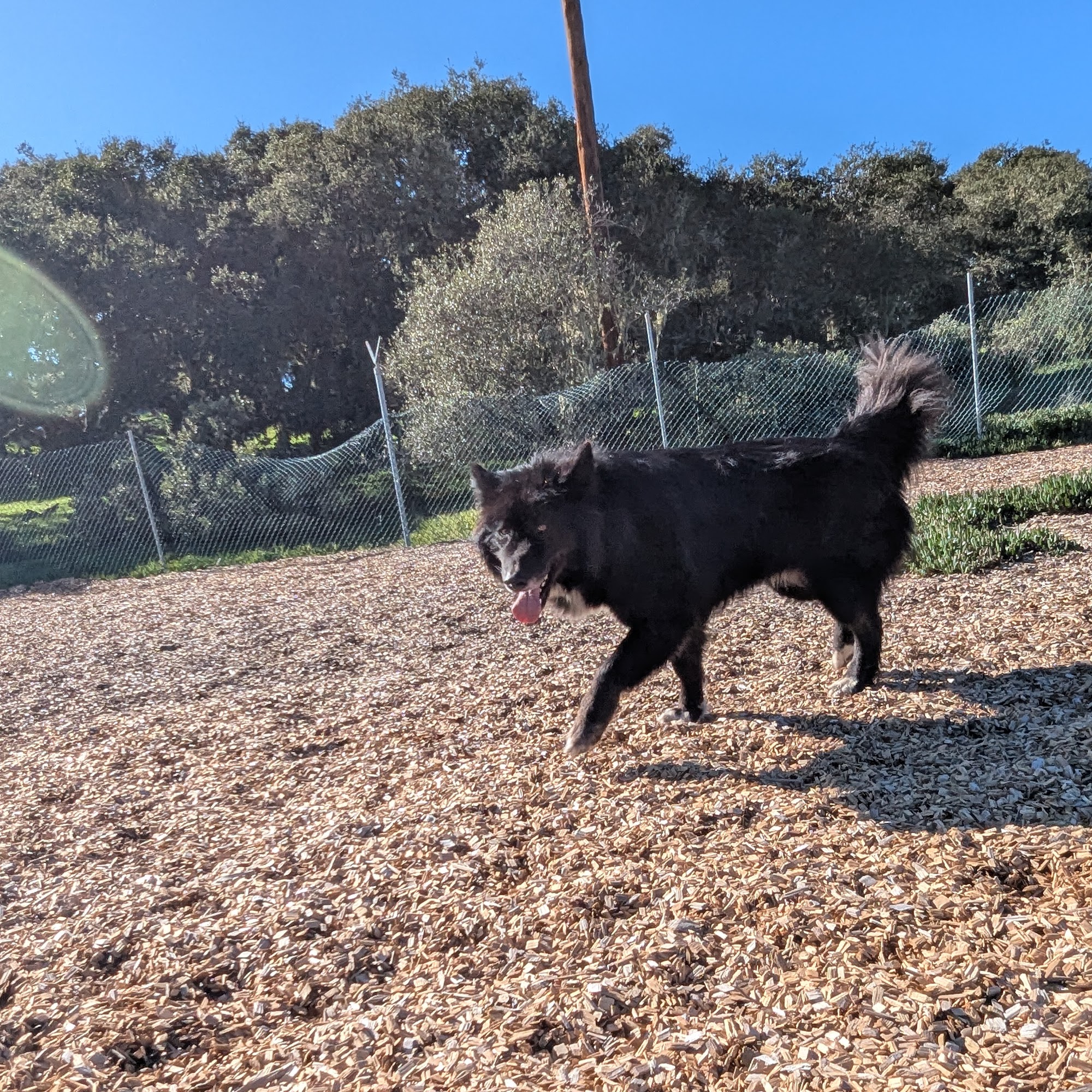 Ft Ord Dog Park Seaside