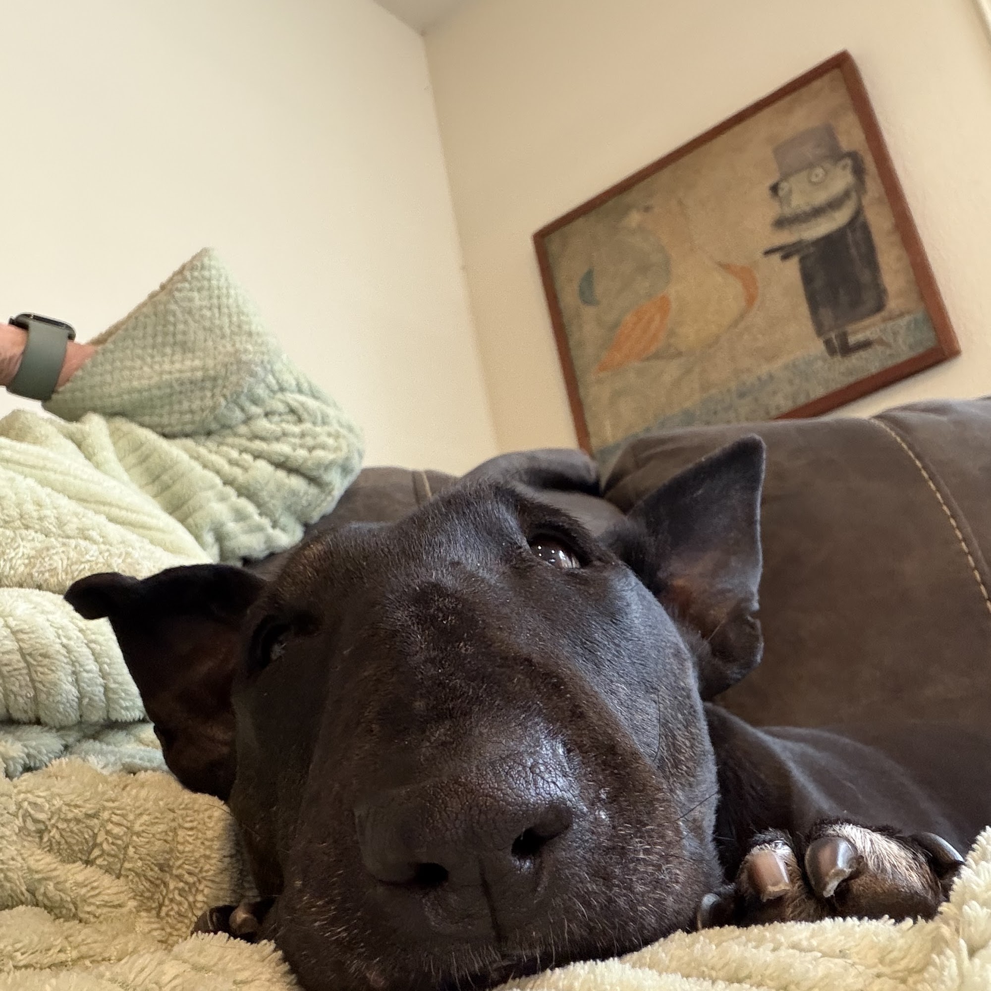 Animal Hospital of Sebastopol Sebastopol