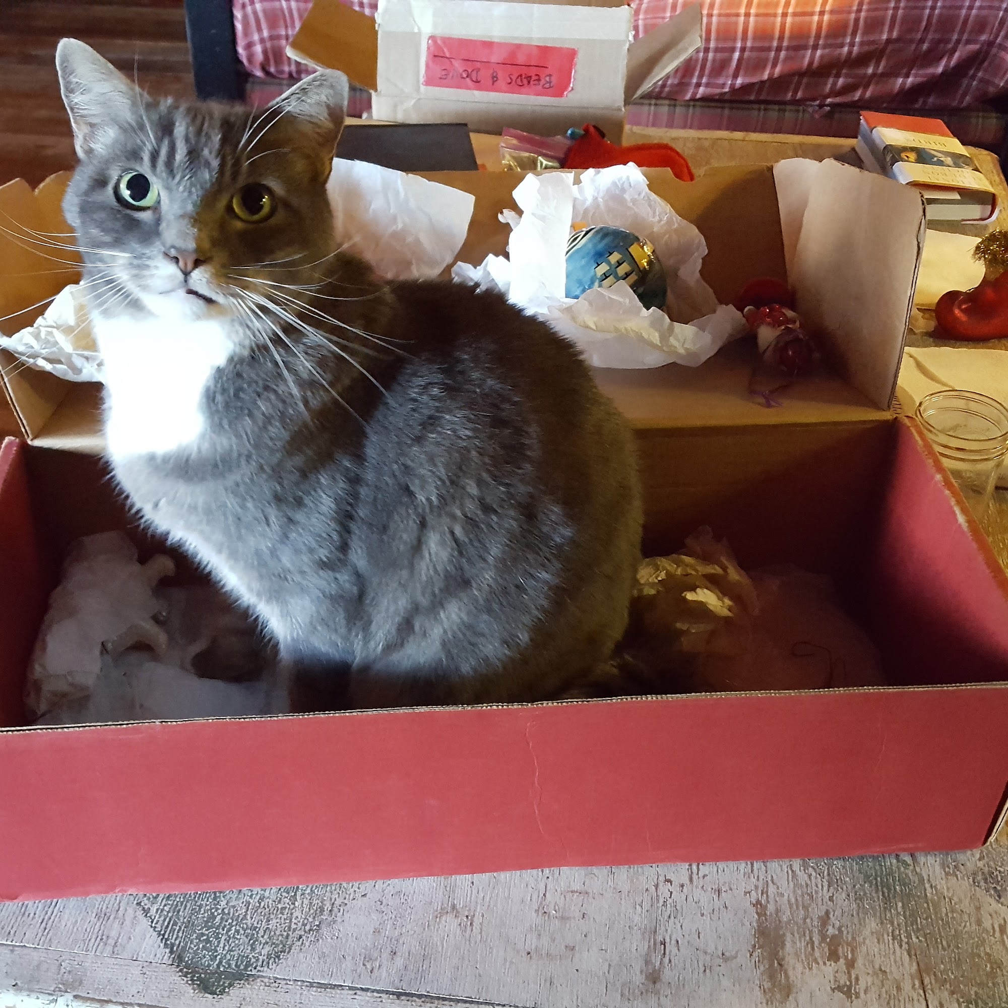 Analy Veterinary Hospital Sebastopol