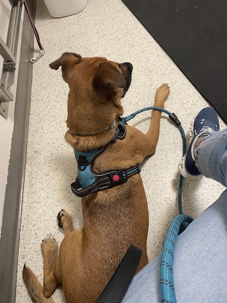 Animal Hospital of Sebastopol: Rockwood Charlotte DVM Sebastopol