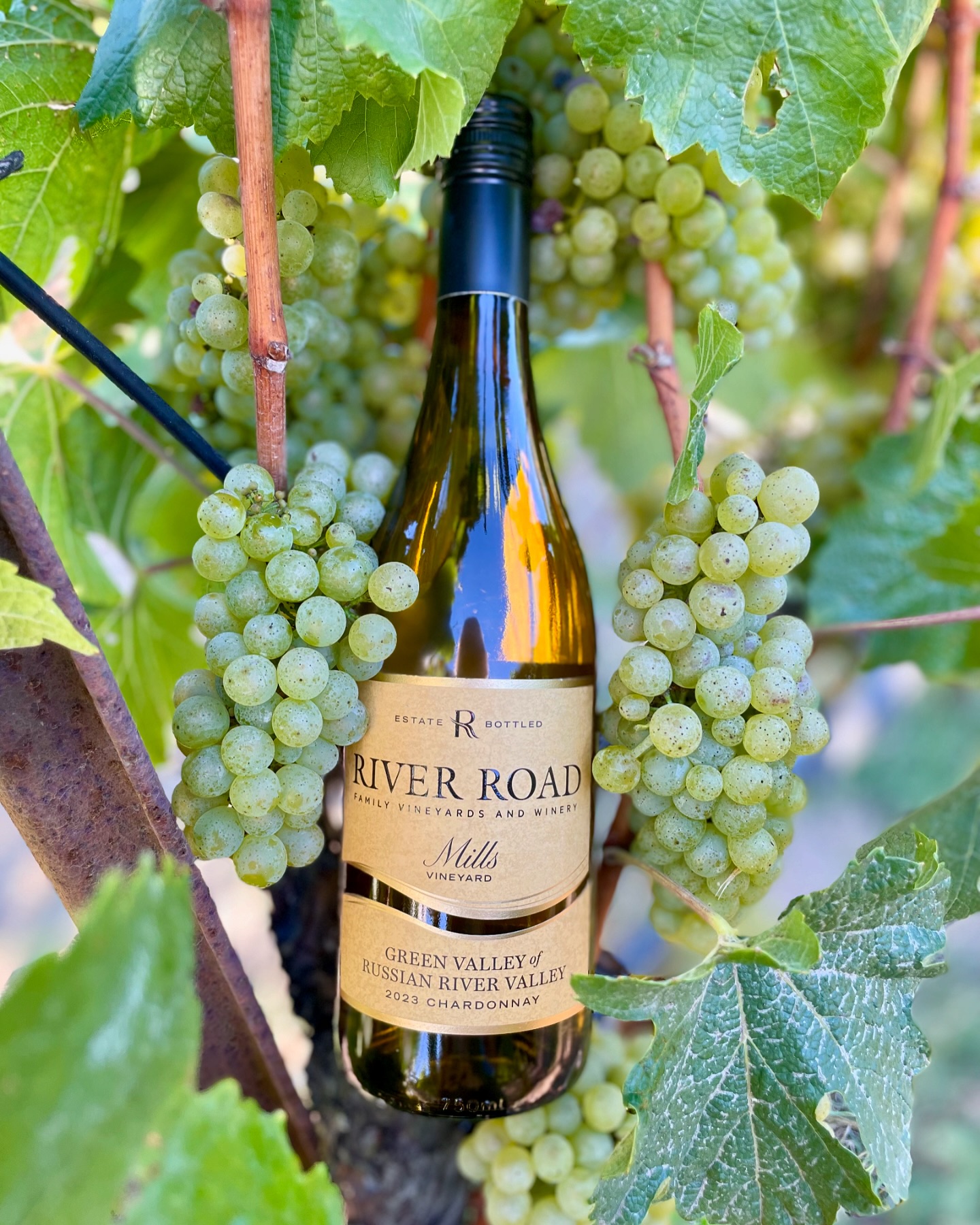 River Road Family Vineyards And Winery