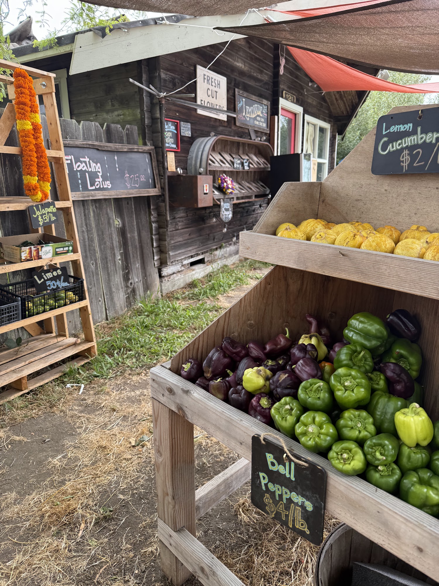 Bohemian Flowers & Farmstand 121 Bohemian Hwy, Sebastopol California 95472