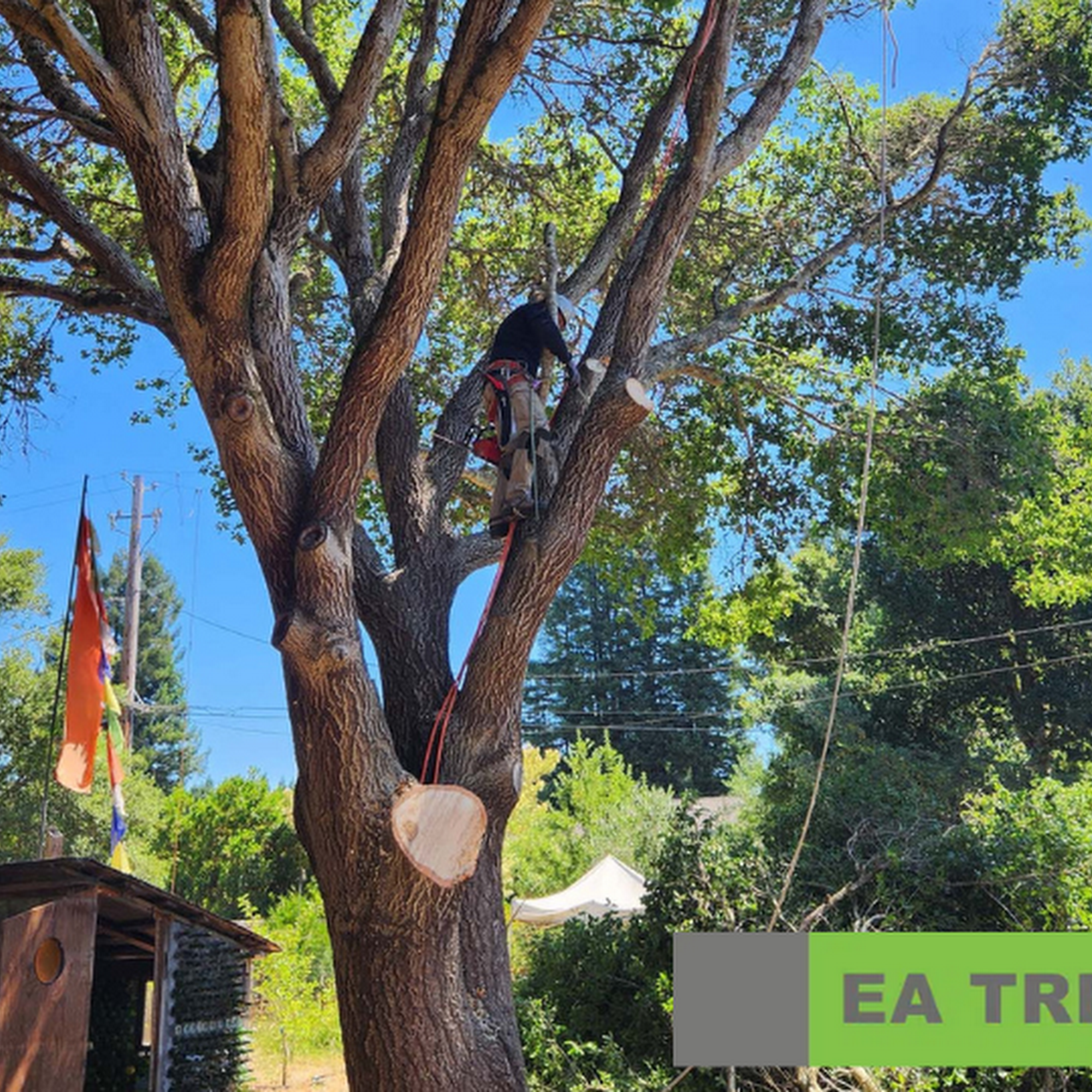EA Tree Expert Company 2064 Old Gravenstein Hwy, Sebastopol California 95472