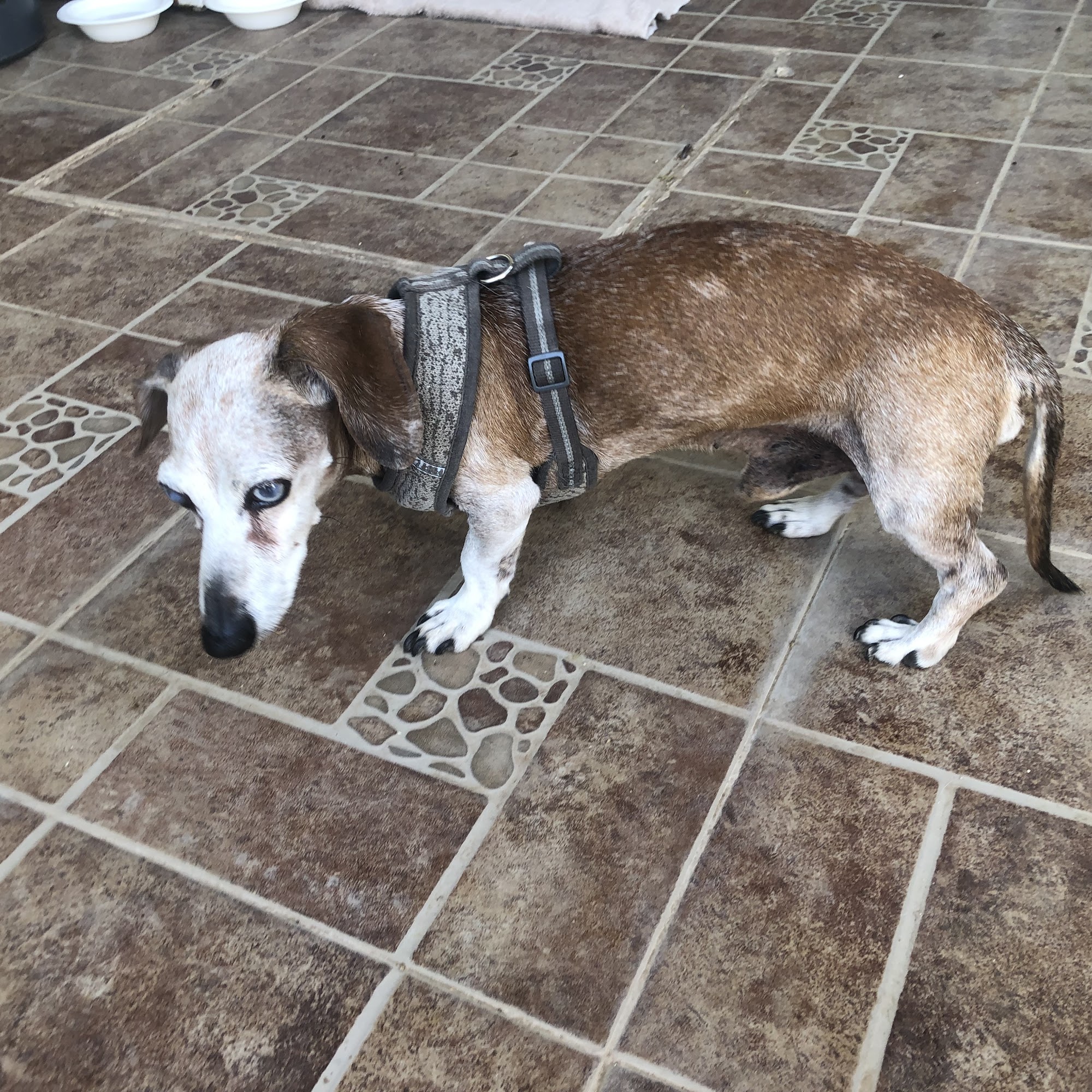 Shasta Lake Veterinary Clinic Shasta Lake