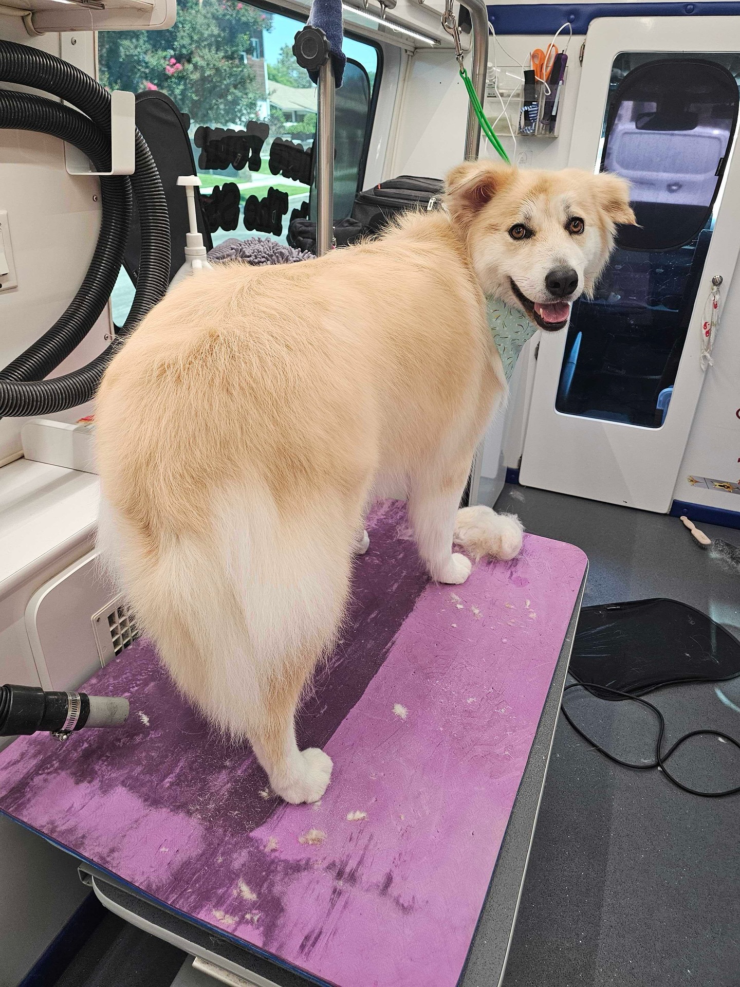 Avenue of the Paws, LLC Sherman Oaks