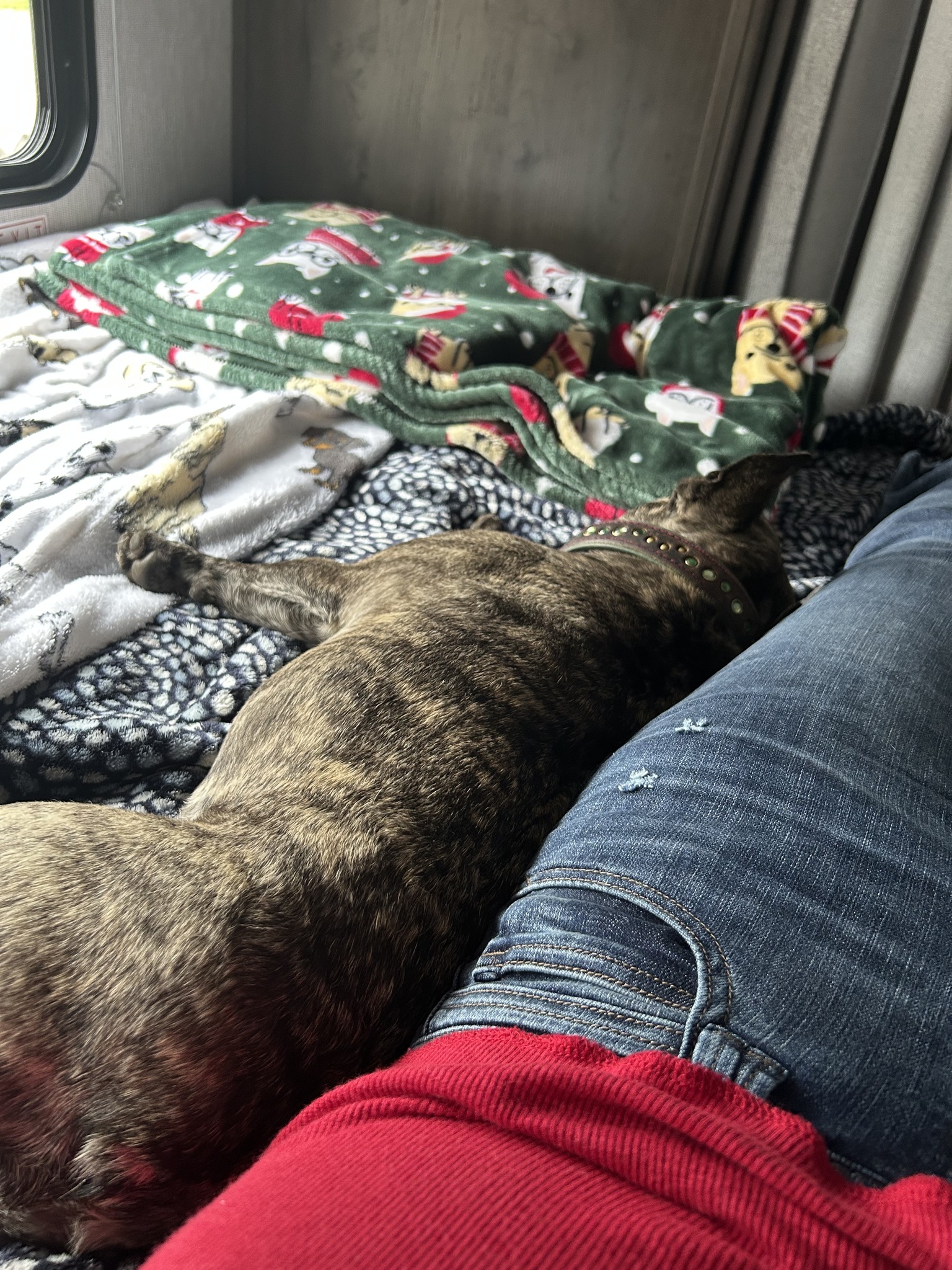 Anna The Dog Trainer Shingle Springs