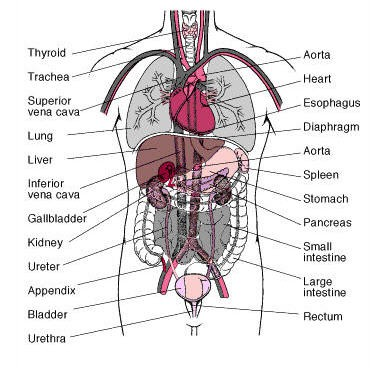 El Dorado Community Orthobionomy