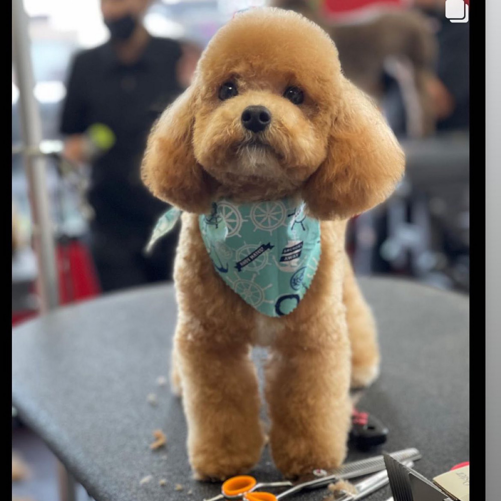 Signal Hill Pet Grooming LLC Signal Hill