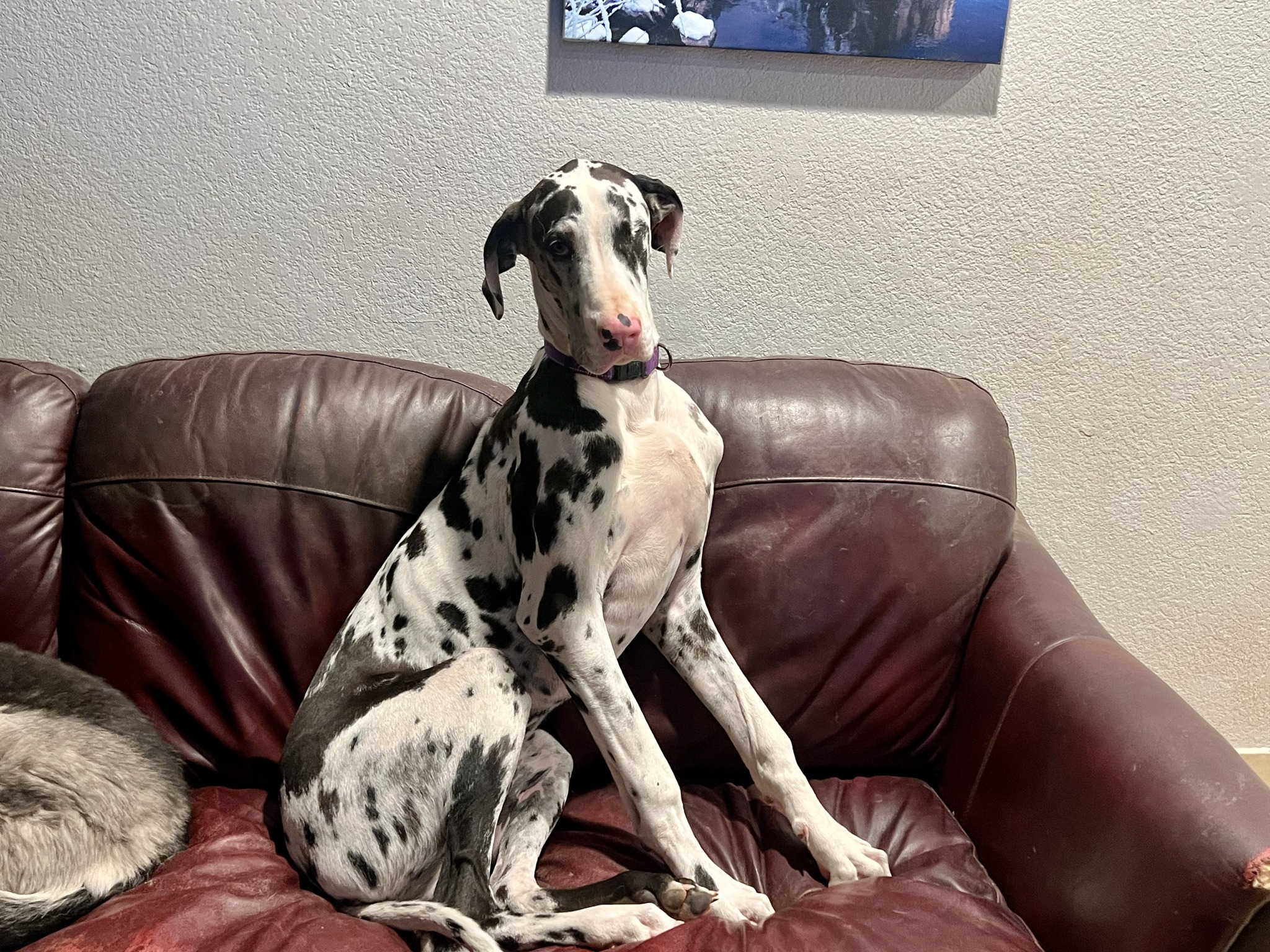 Modjeska Ranch Rescue Silverado