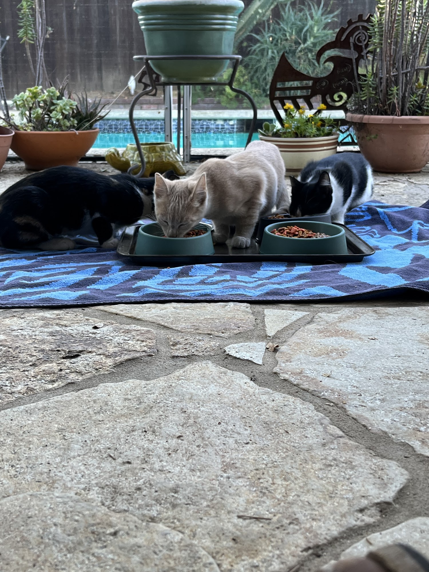 Simi Valley Non-Profit Spay and Neuter Clinic Simi Valley