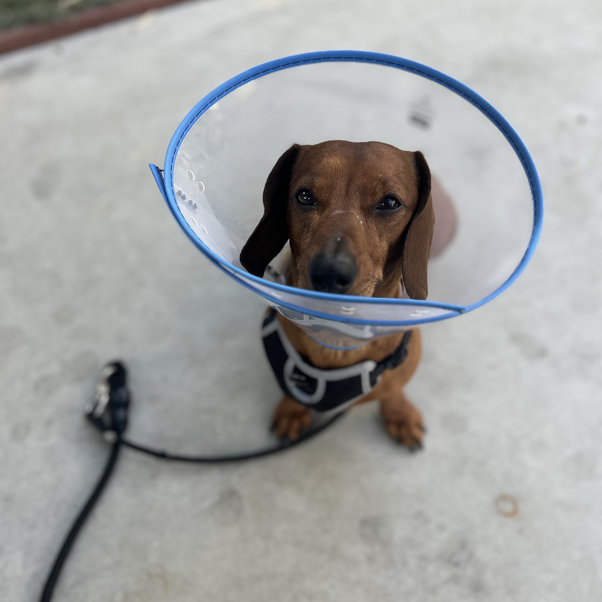 Simi Valley Non-Profit Spay and Neuter Clinic Simi Valley