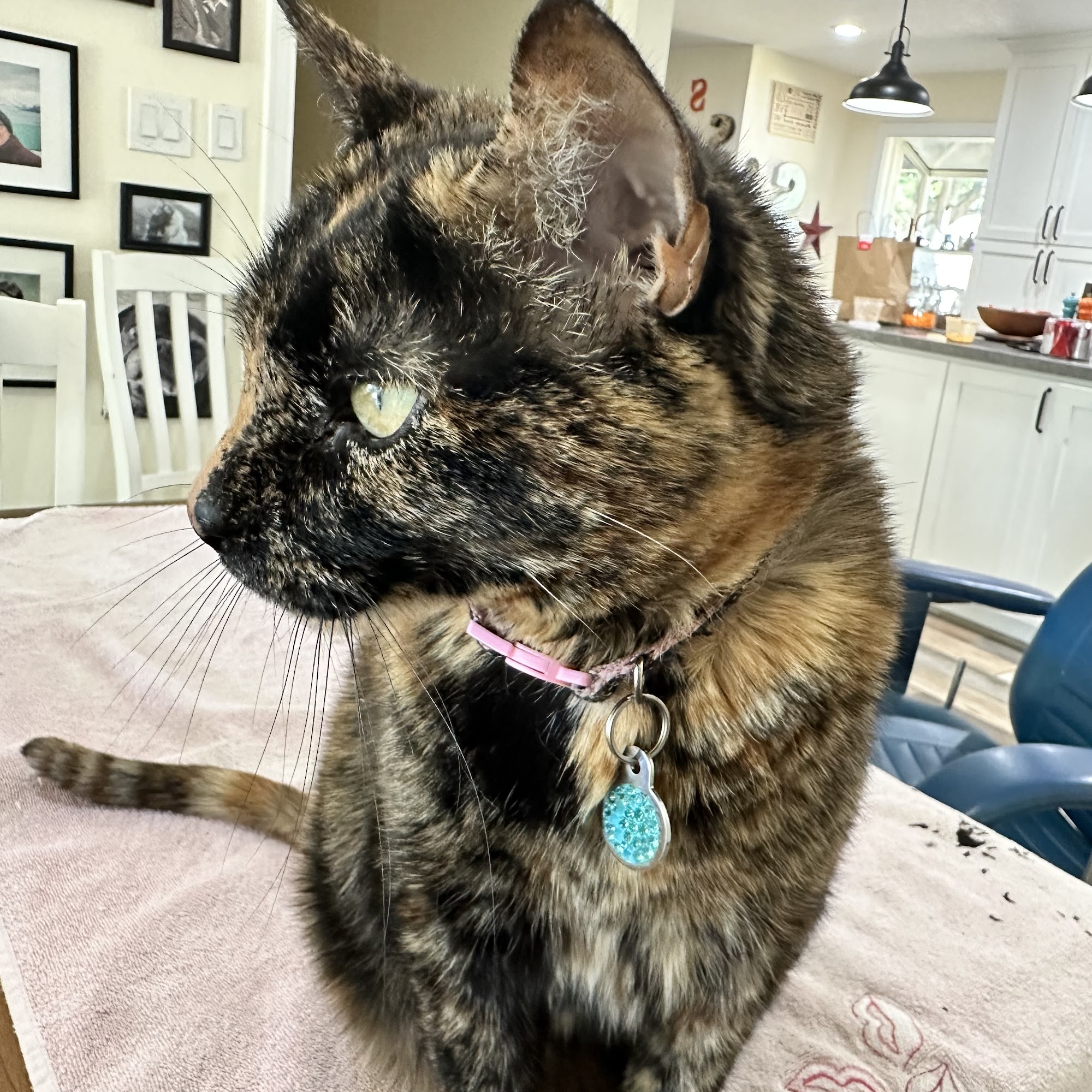 Dr. Ron's Animal Hospital & Emergency Veterinarian Simi Valley