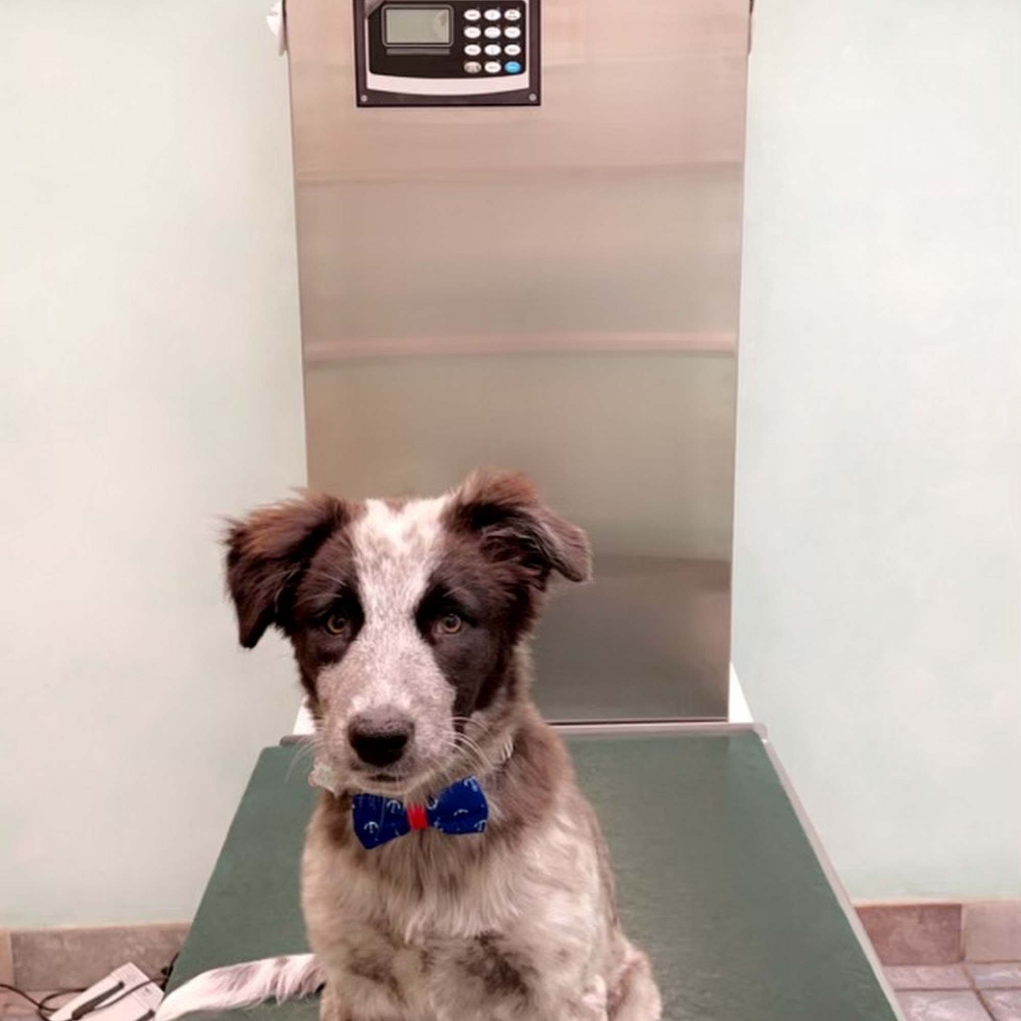 Angeles Animal Hospital Simi Valley