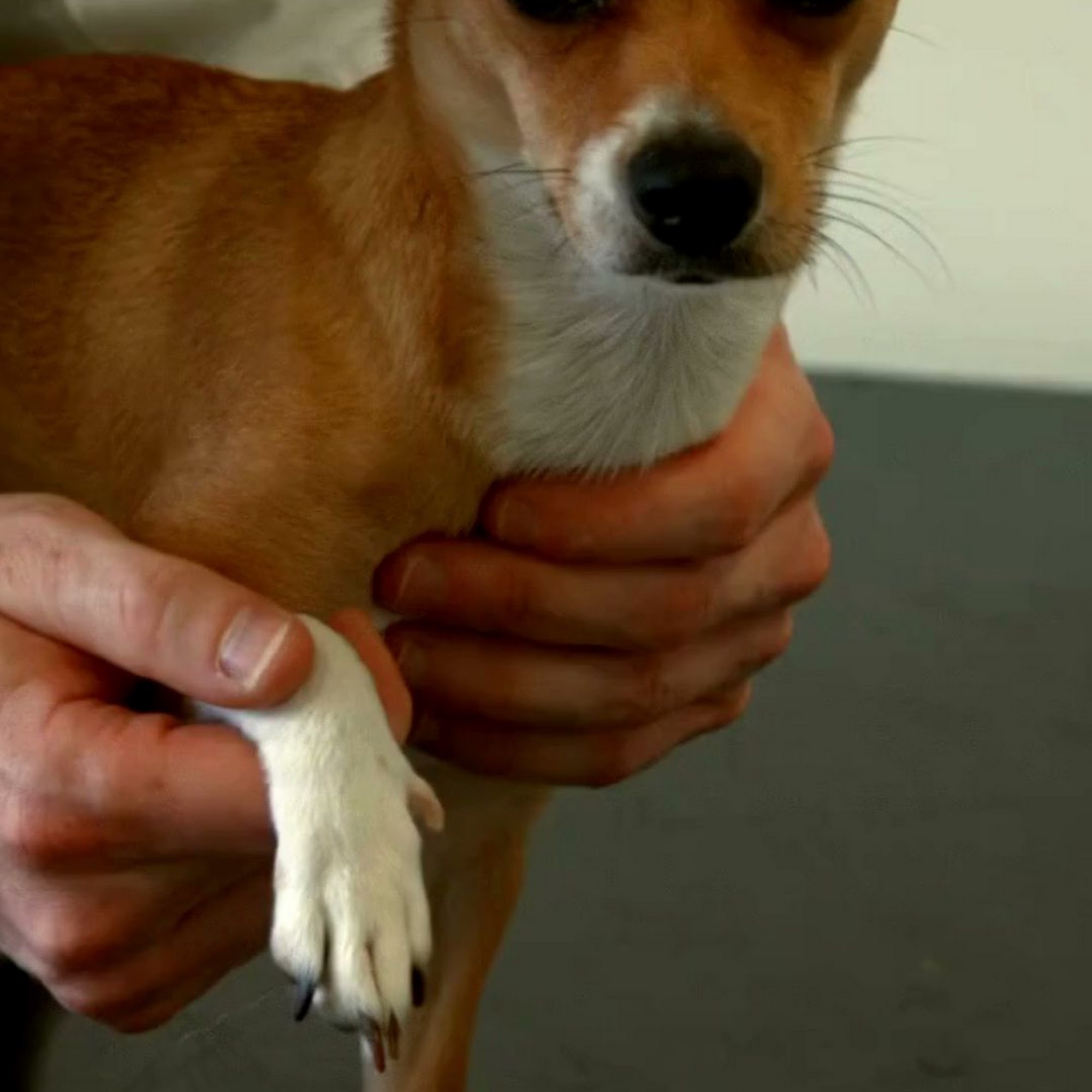 American Veterinary Hospital of Simi Valley Simi Valley