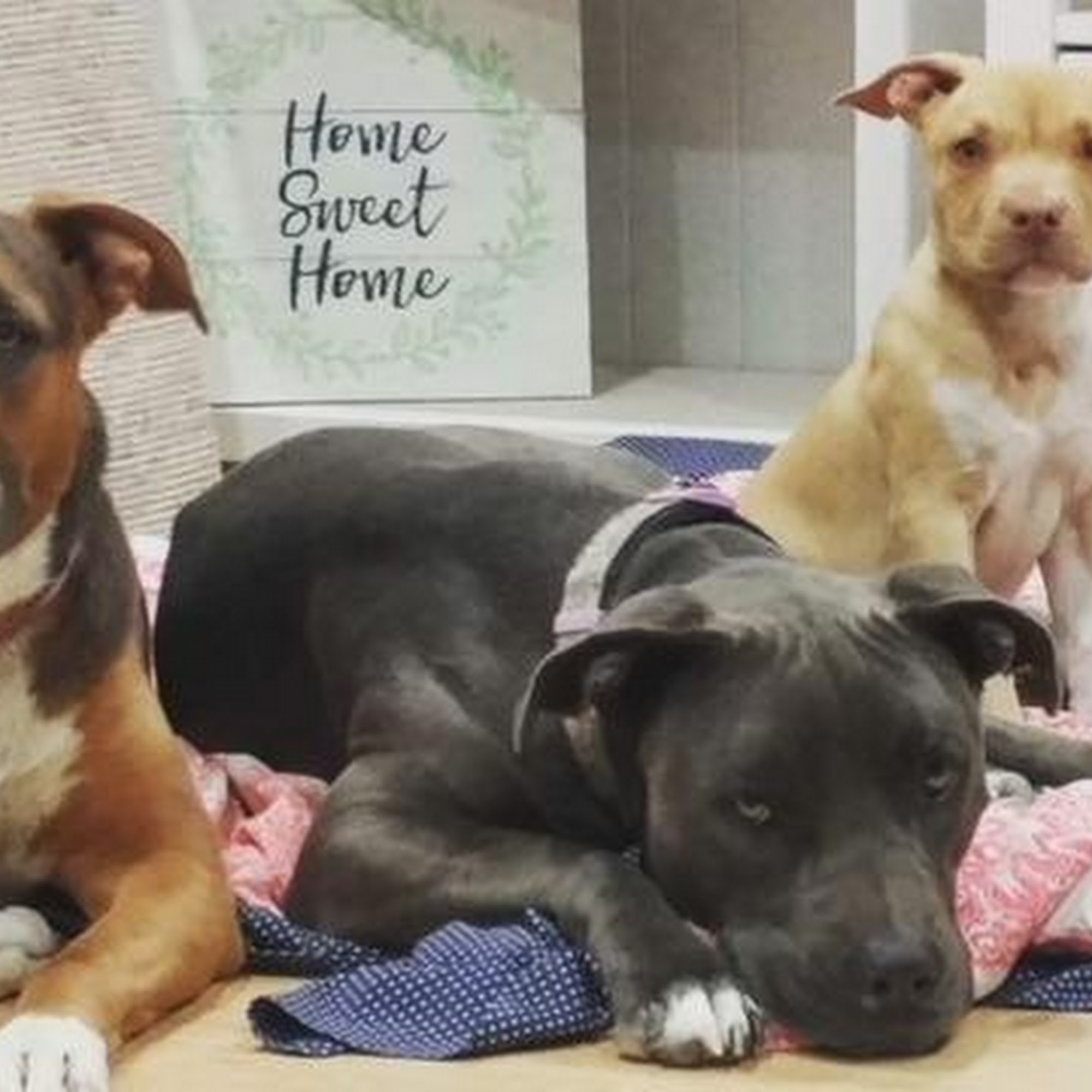 Yosemite Pet Hospital Simi Valley