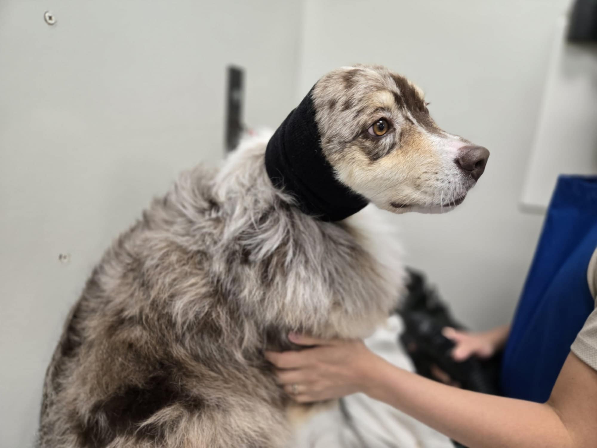 Fur Grooming Salon & Self-Bathe Simi Valley