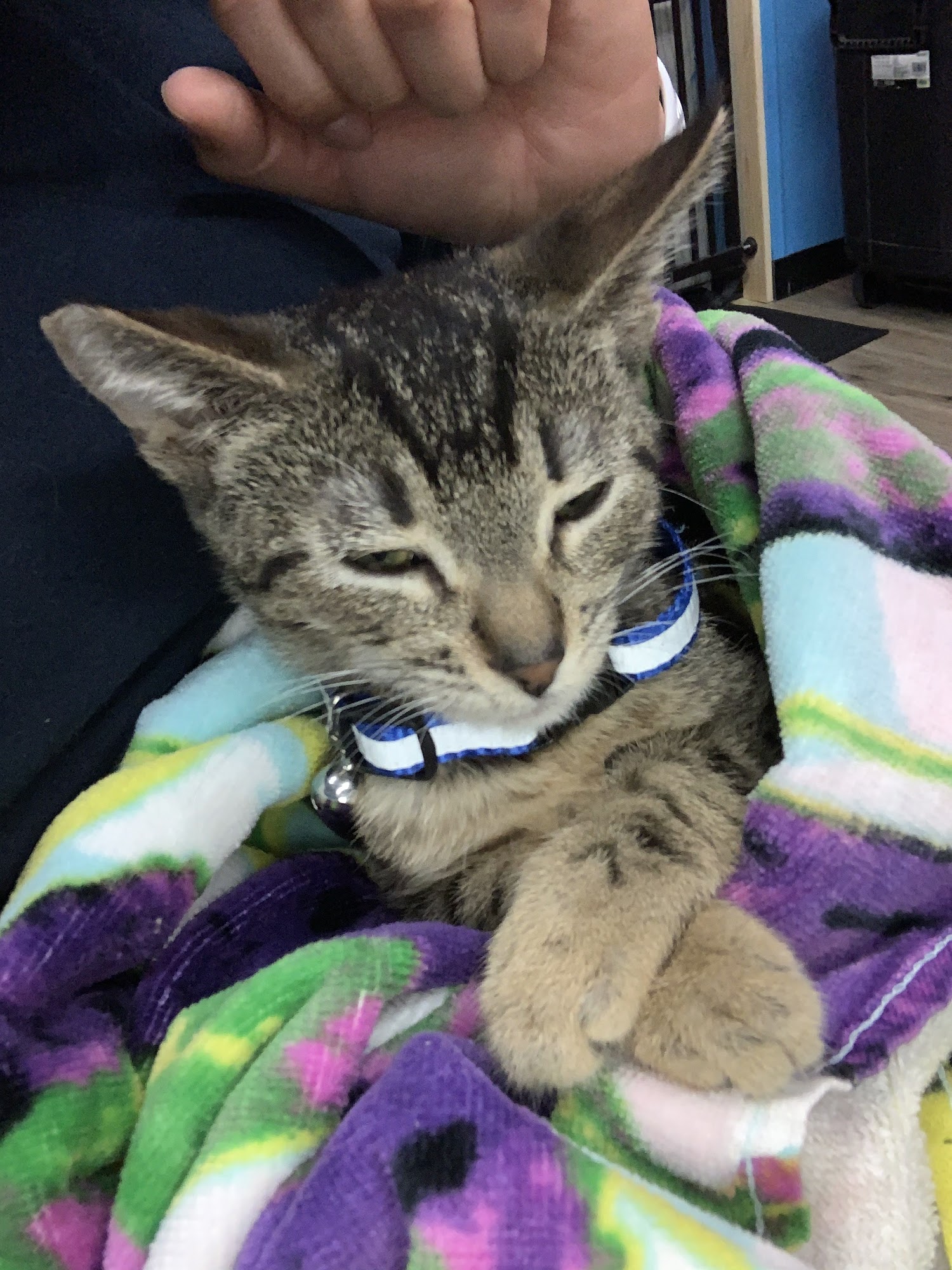 Simi Valley Pet Resort Simi Valley