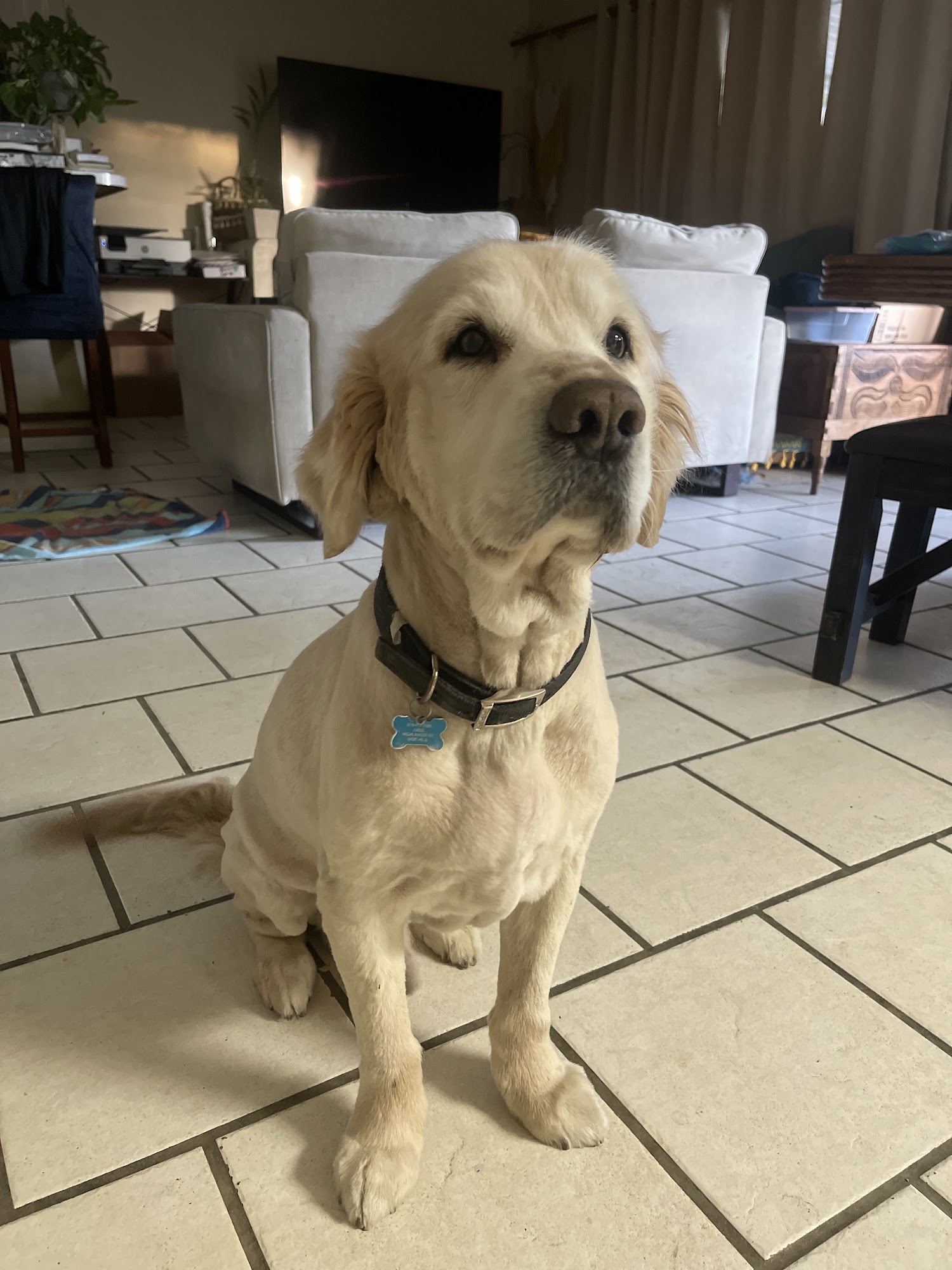 Cuts N Cuddles Dog Grooming Simi Valley