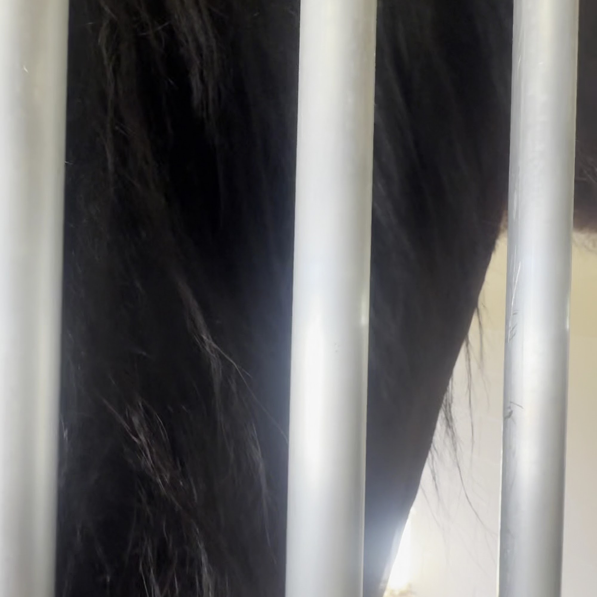 West Coast Equine Somis