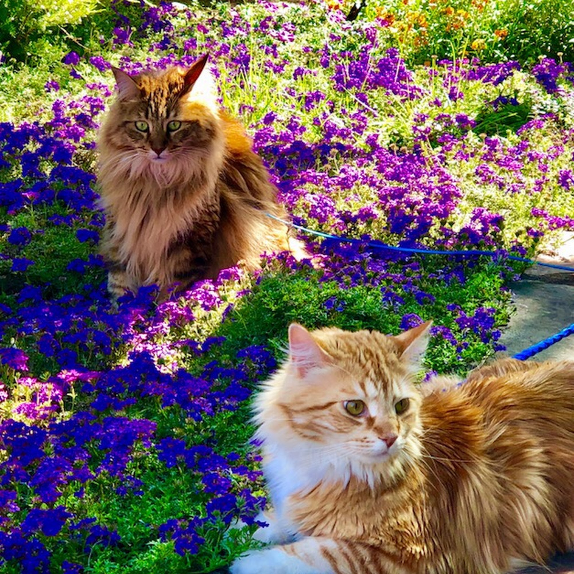 Valley of the Moon Vet Hospital Sonoma