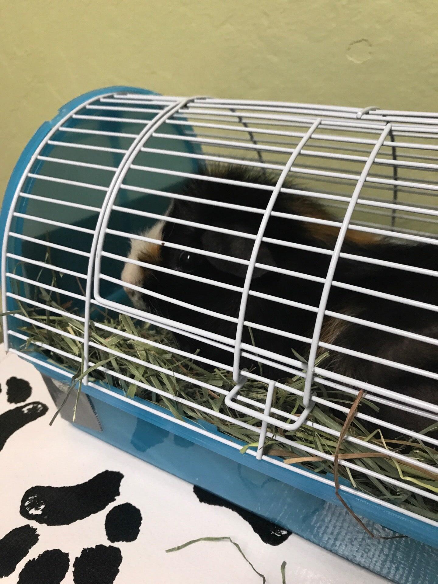 Sonoma Veterinary Clinic Sonoma