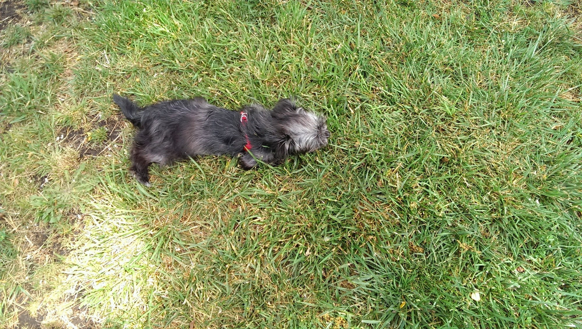 Pets Lifeline Sonoma