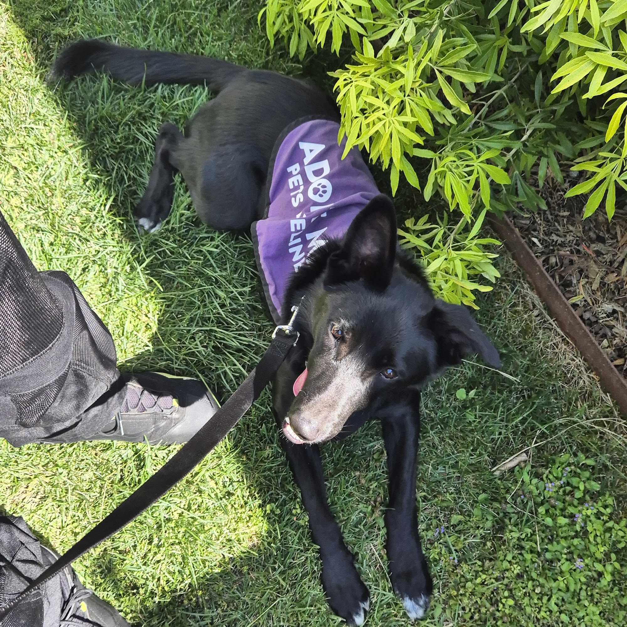 Pets Lifeline Sonoma